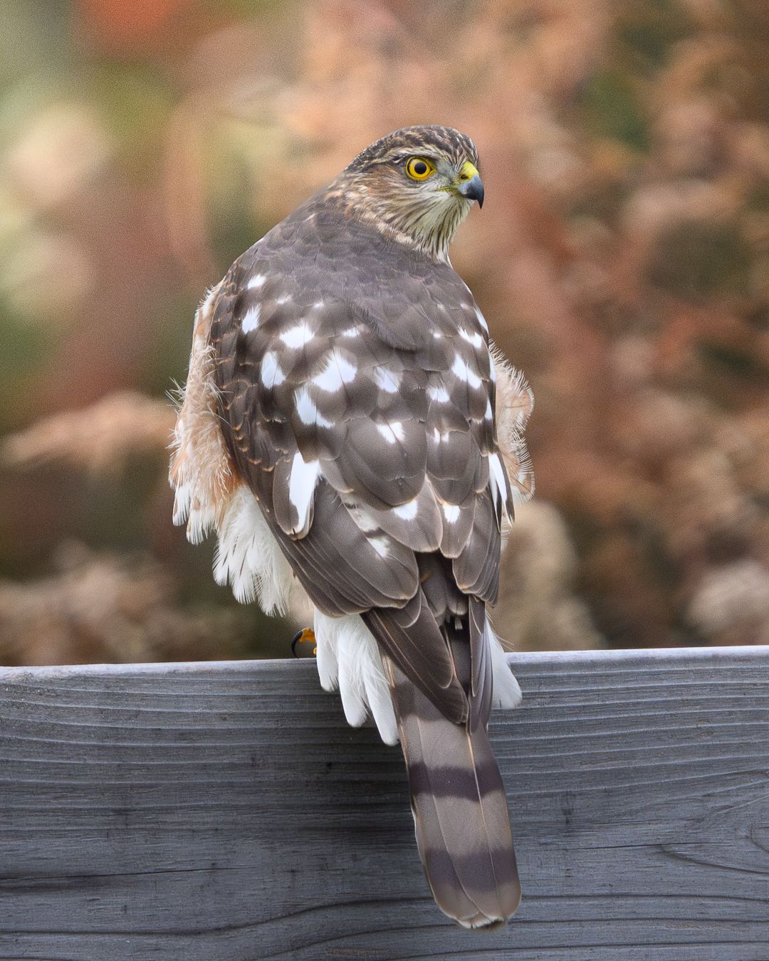 A juvenile Cooper's Hawk with a yellow eye perched on a wooden railing, looking to the side.