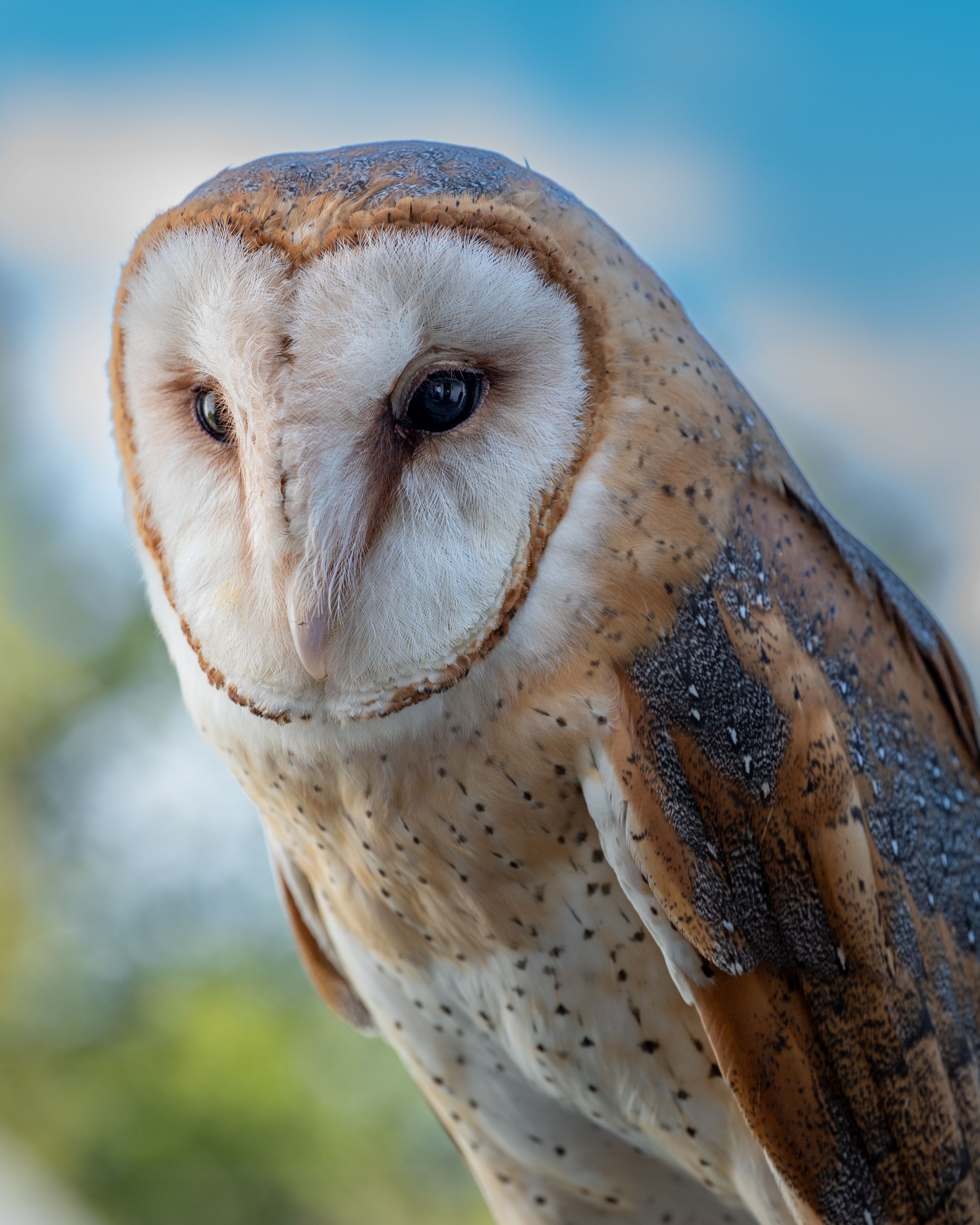 Barn Owl