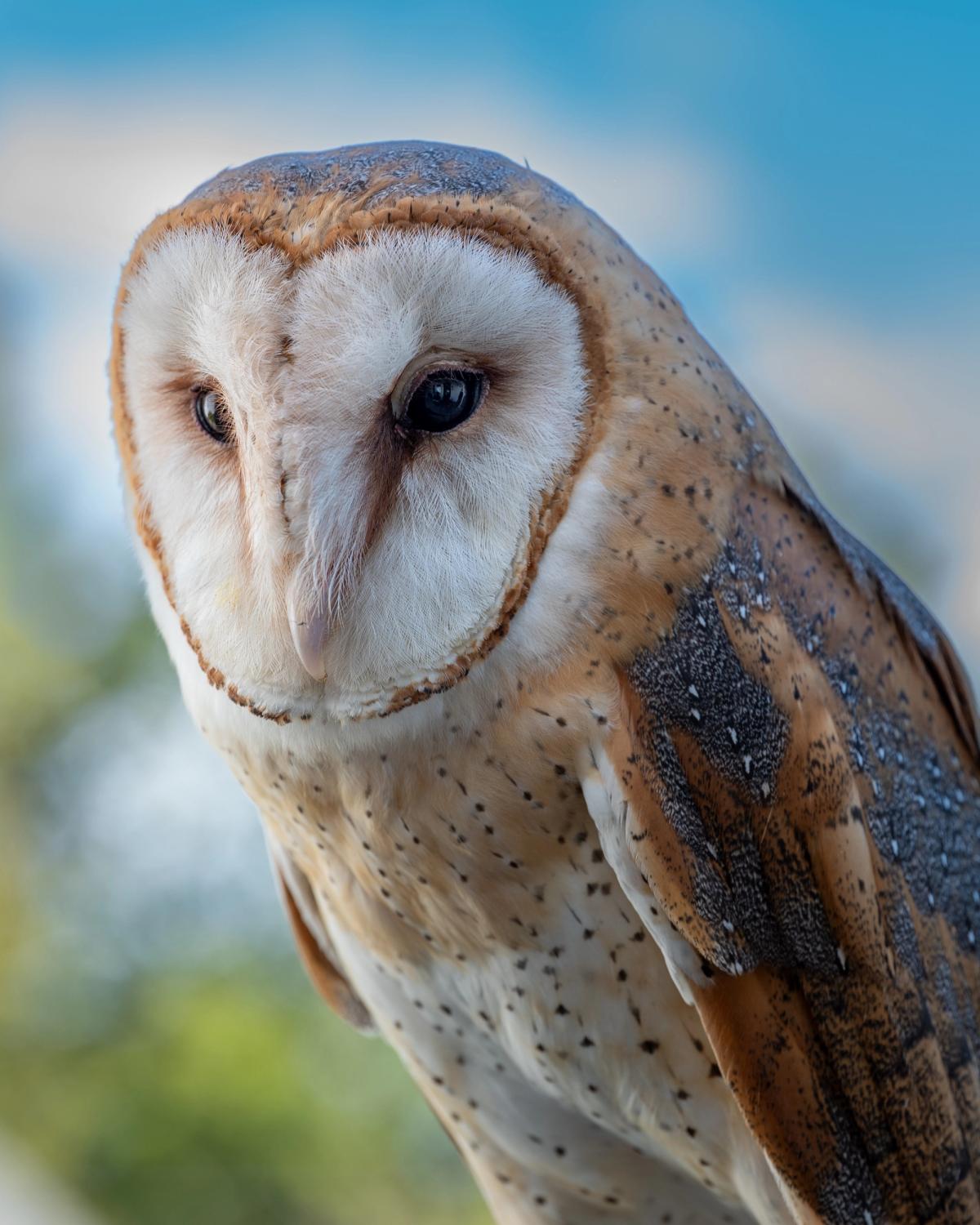 A close-up portrait of a Barn Owl with a heart-shaped white face and dark eyes.