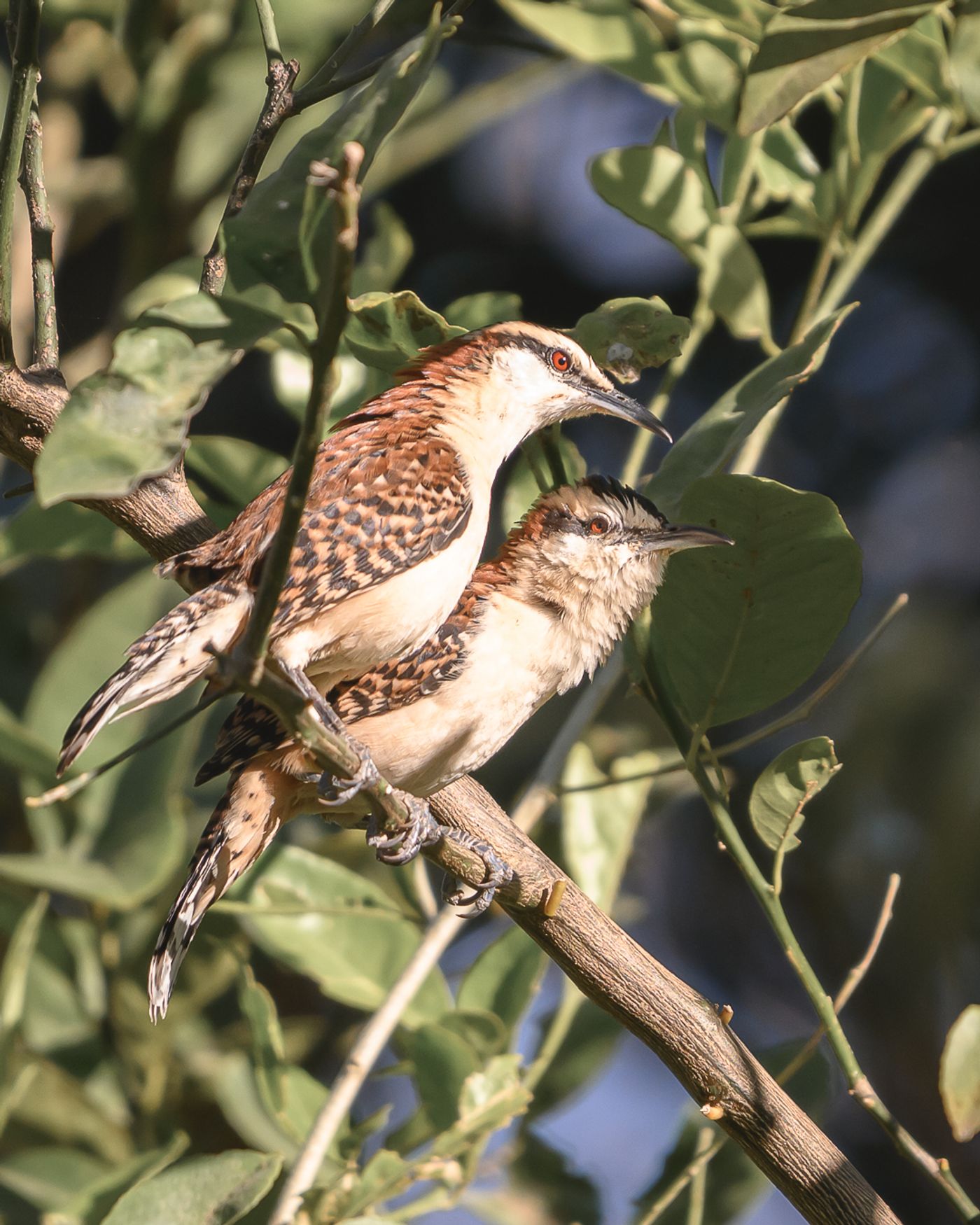 Two wrens with rufous crowns and spotted breasts perched together on a leafy branch, one calling with its beak open.