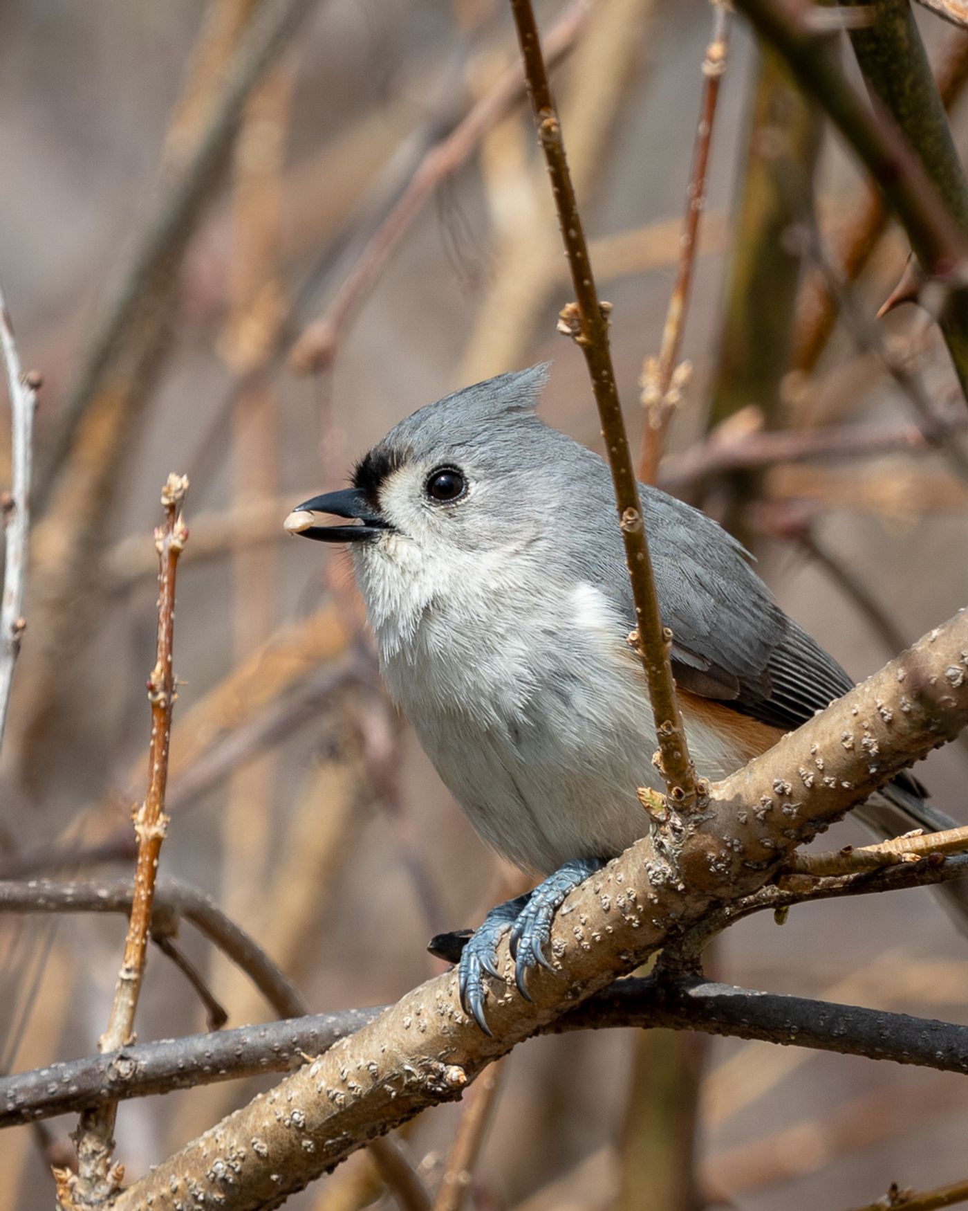 A Tufted Titmouse holds a seed in its beak while perched on a branch.