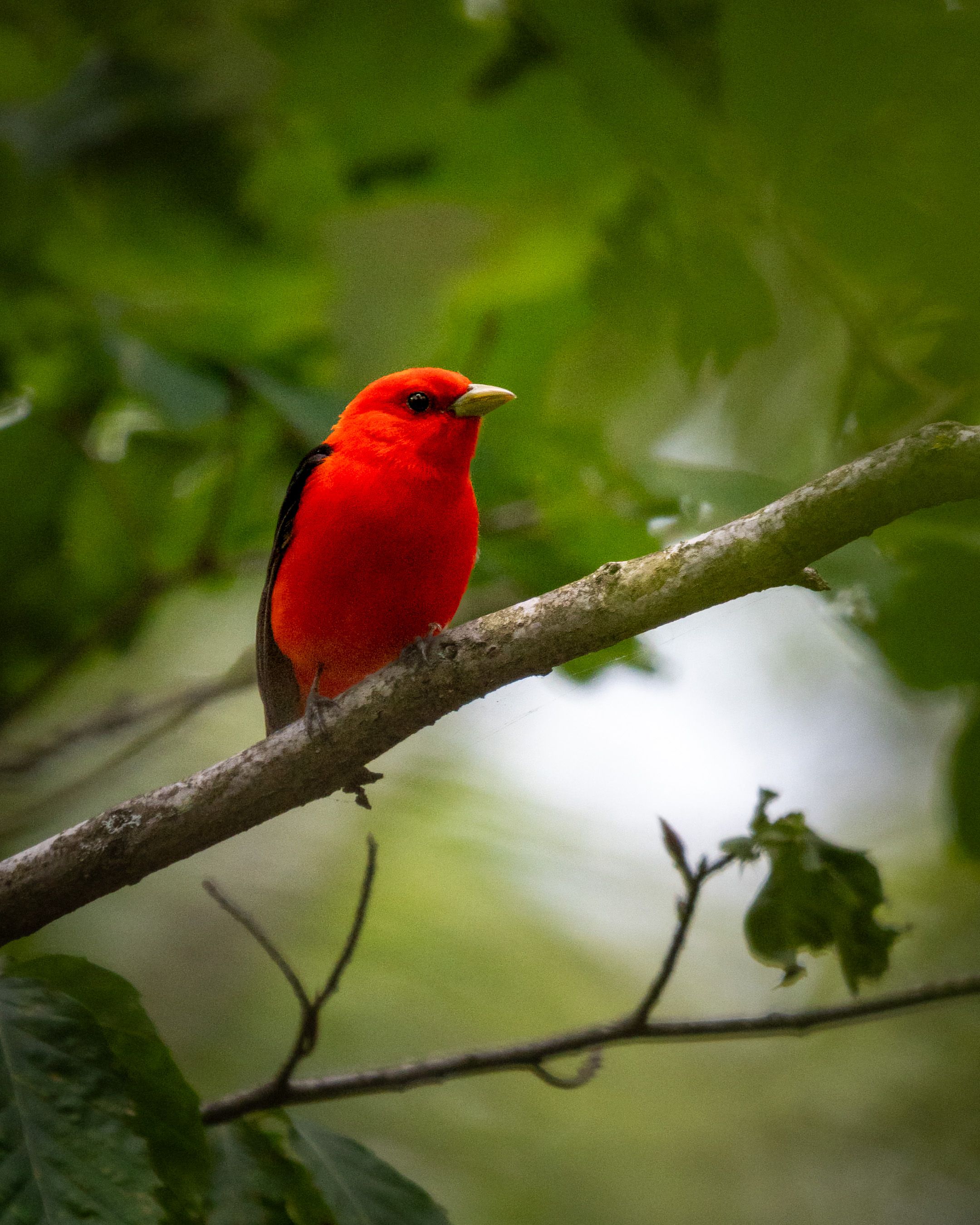 Scarlet Tanager