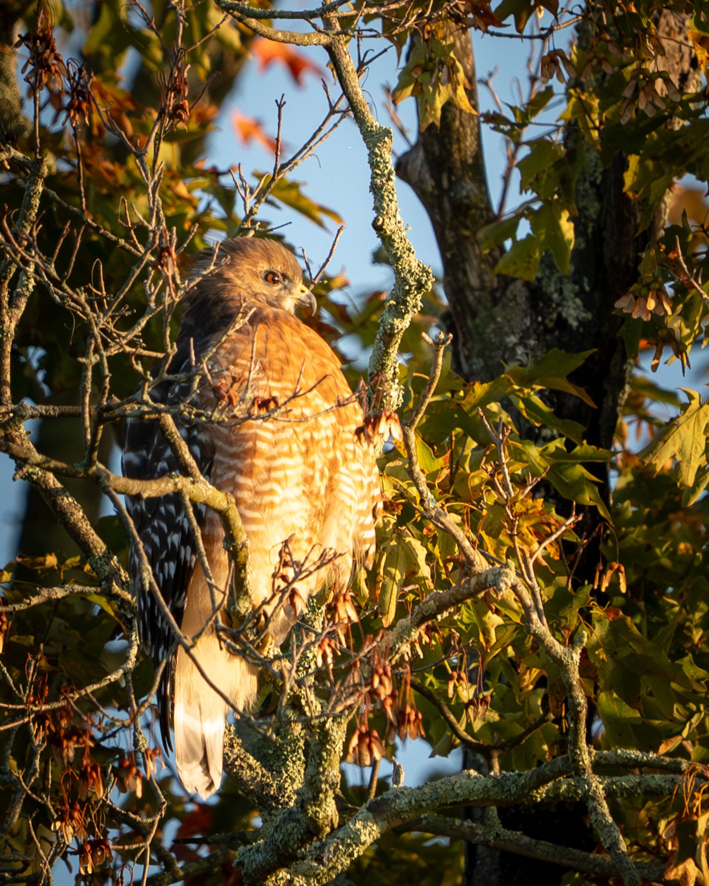 A Red-shouldered Hawk perches among yellow autumn leaves, looking back over its shoulder.