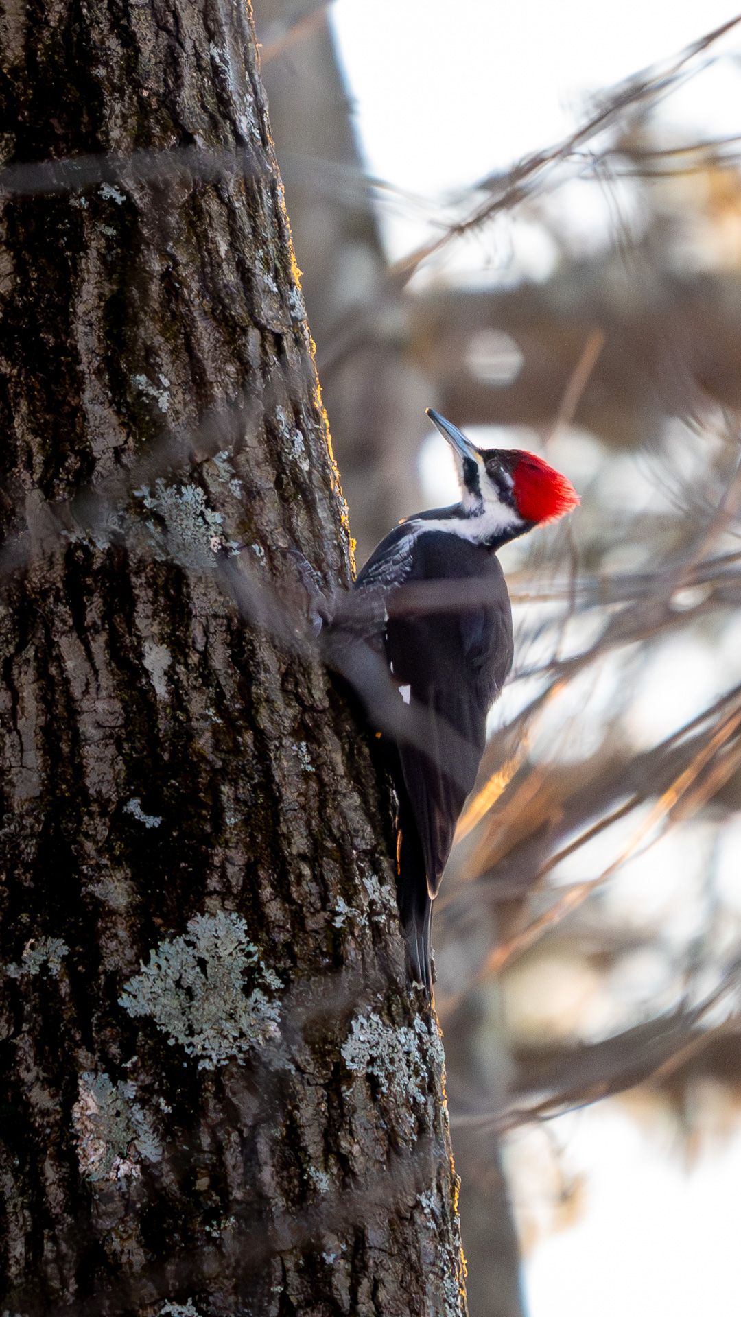 A pileated woodpecker with a bright red crest clings to the side of a lichen-covered tree trunk.