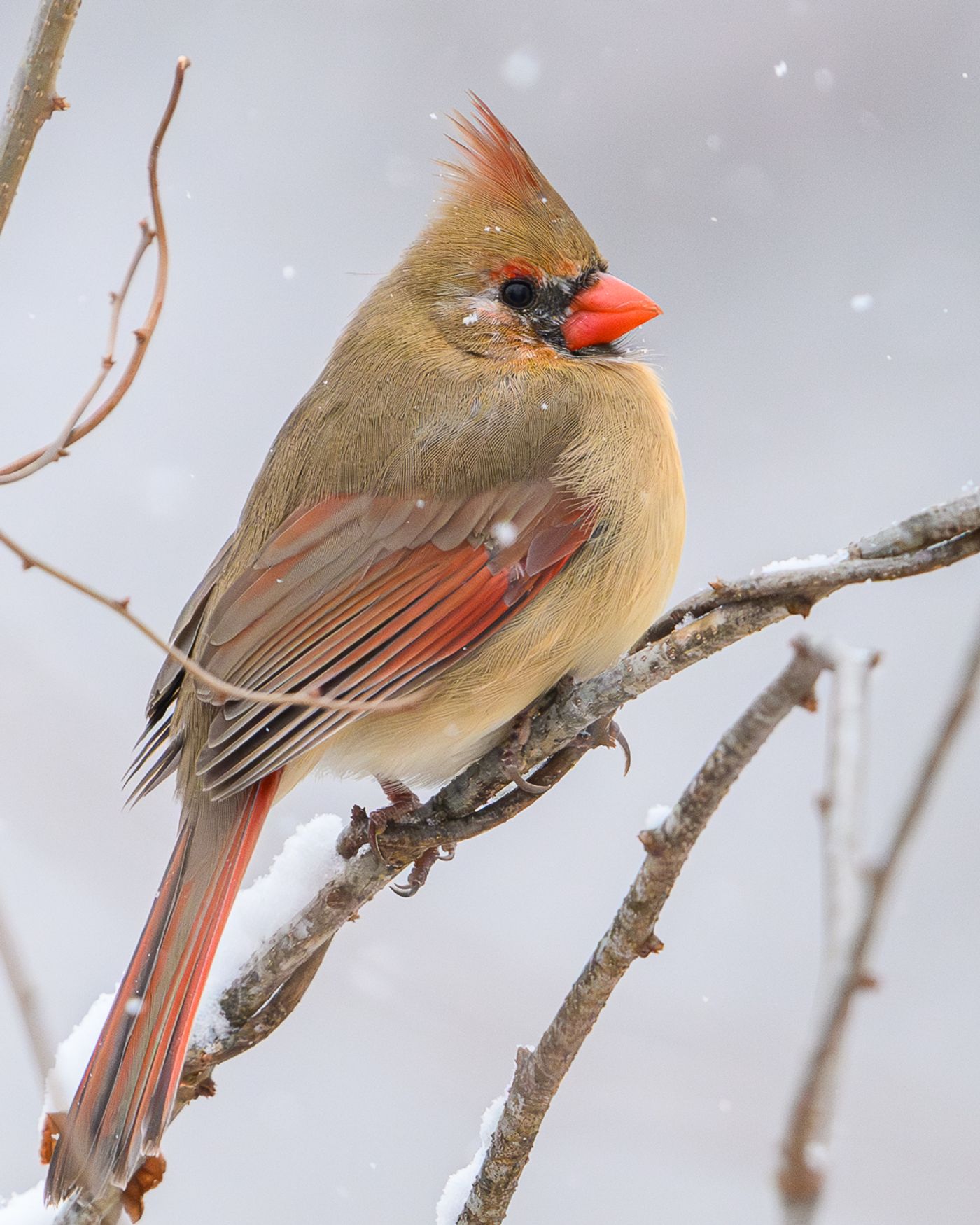 A female northern cardinal perched on a snow-dusted branch.