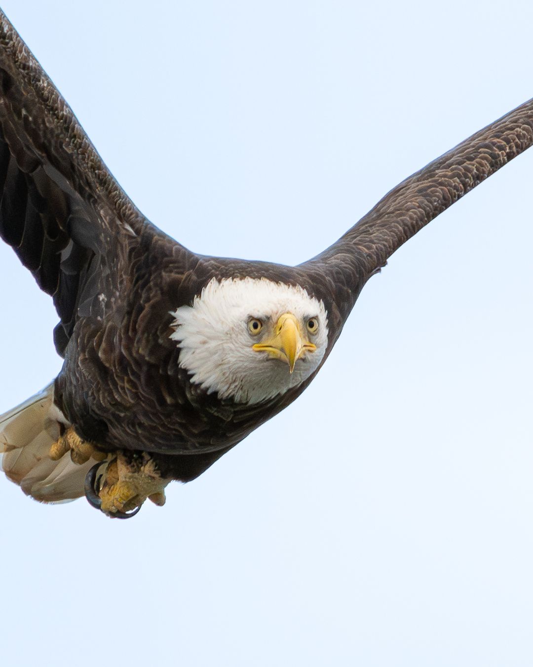 Bald Eagle