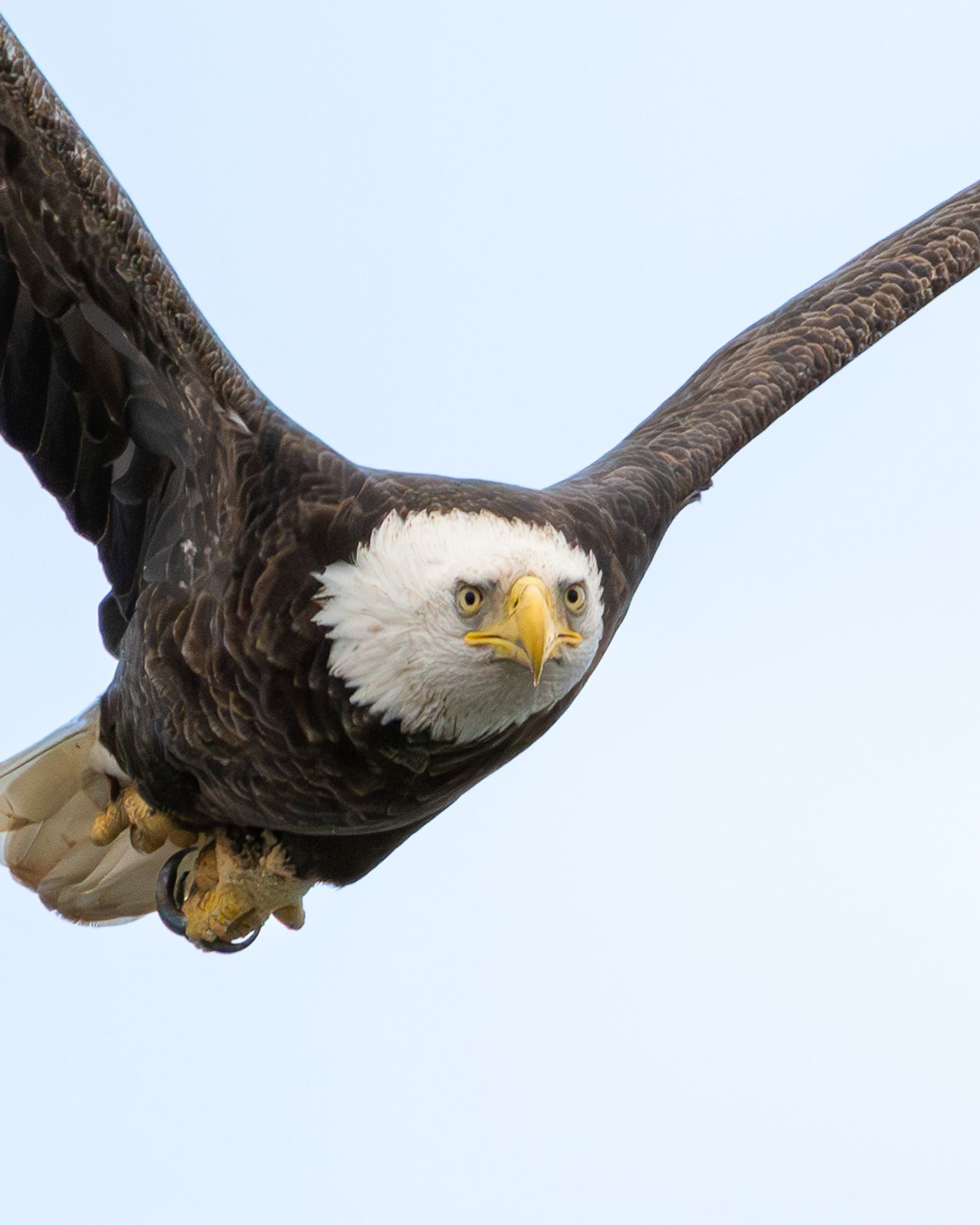 A bald eagle flies directly toward the camera with wings spread and a band visible on one leg.