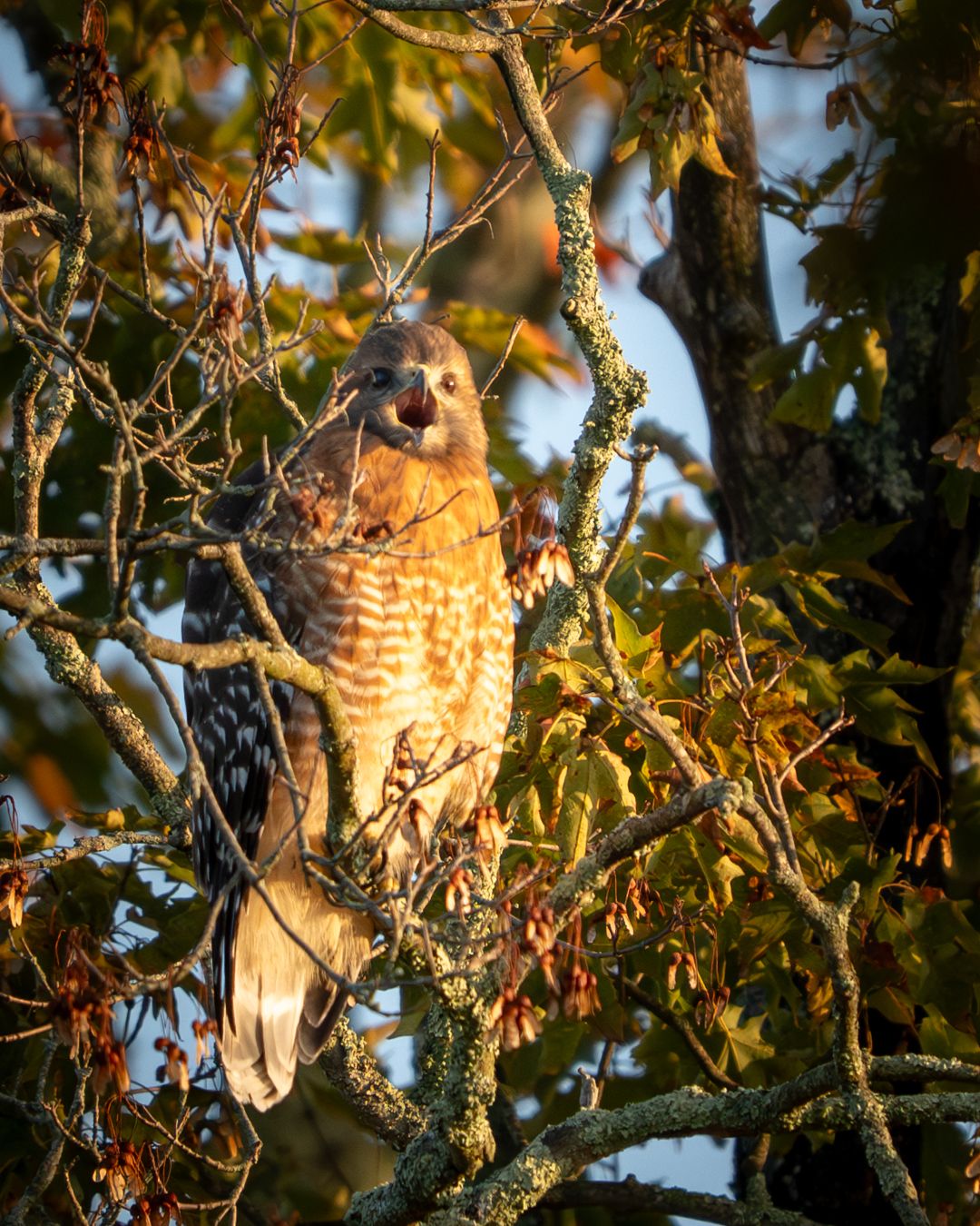 A Red-shouldered Hawk perches in autumn foliage with its beak open, calling.