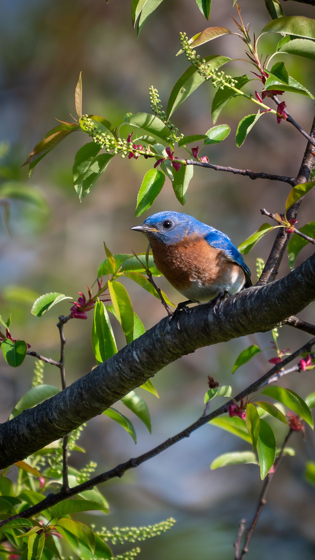 An Eastern Bluebird with a blue head and back and a rusty orange breast perches on a flowering branch surrounded by green leaves.