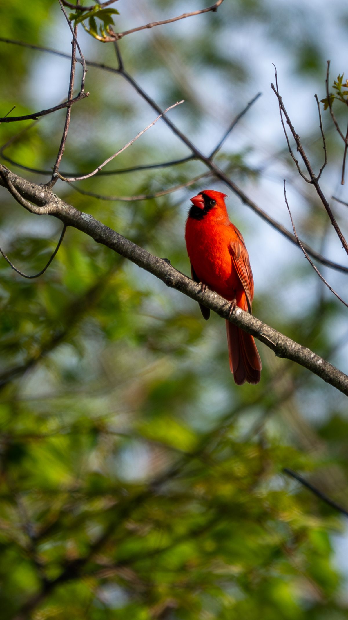 A bright red male Northern Cardinal perches on a thin branch amid green leaves and sky.