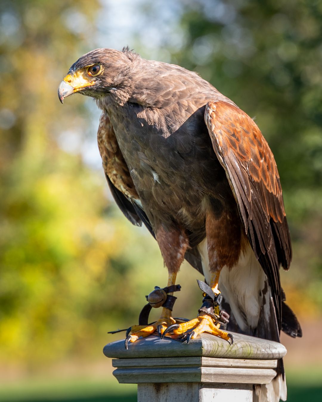 Harris's Hawk