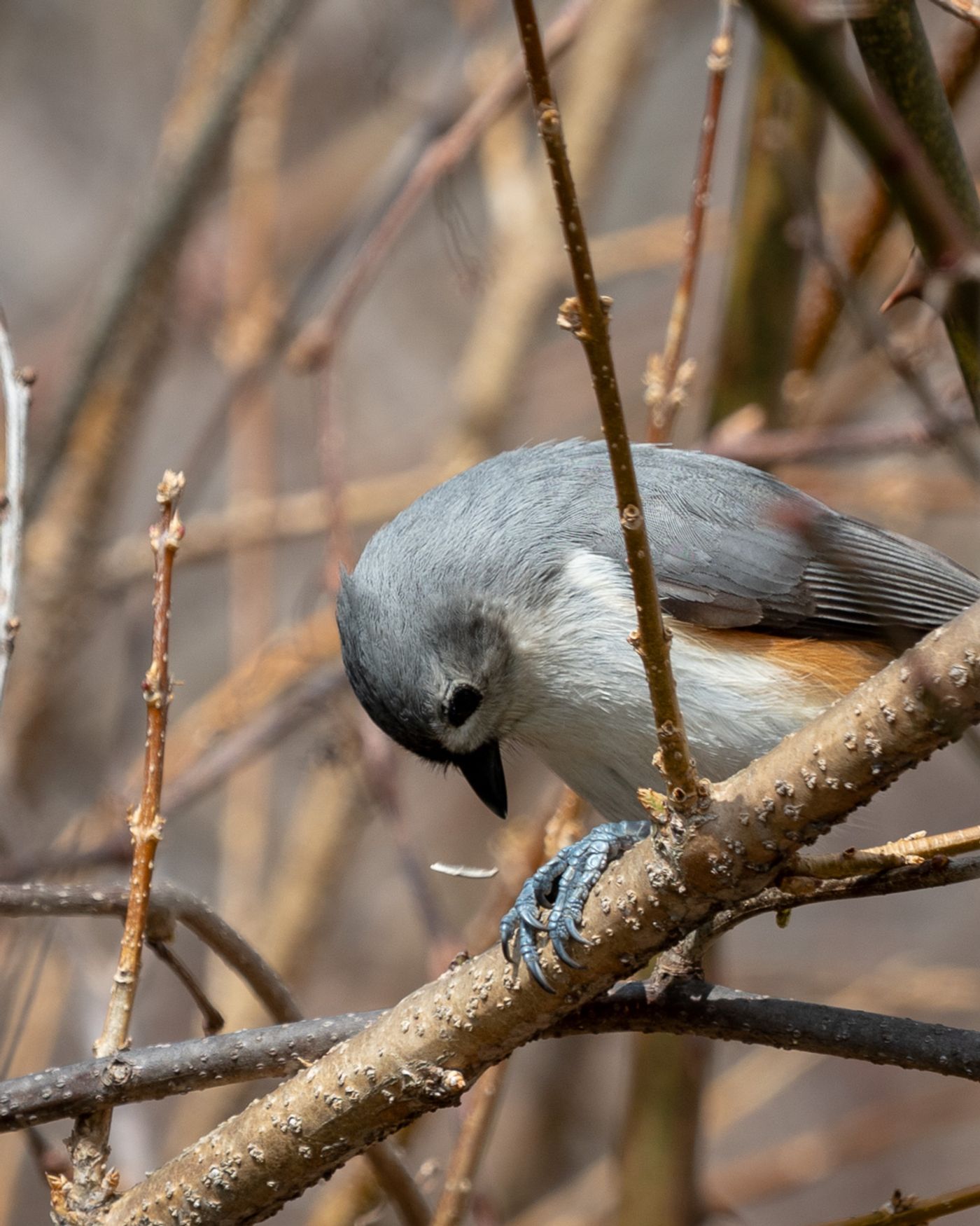 A Tufted Titmouse perches on a branch and looks down, showing its gray crest and rusty flanks.