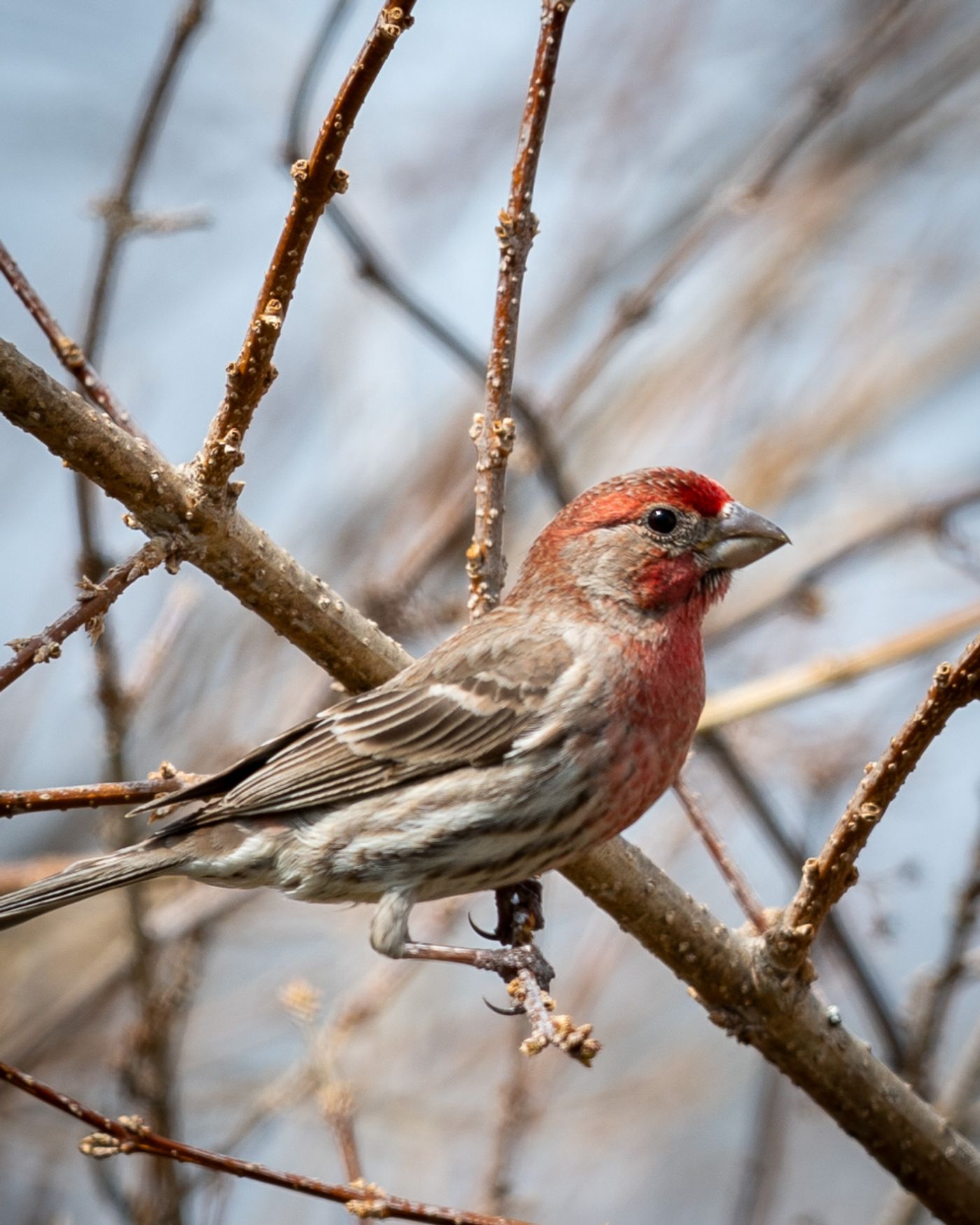 A male House Finch with a red head and breast perches on a bare branch.