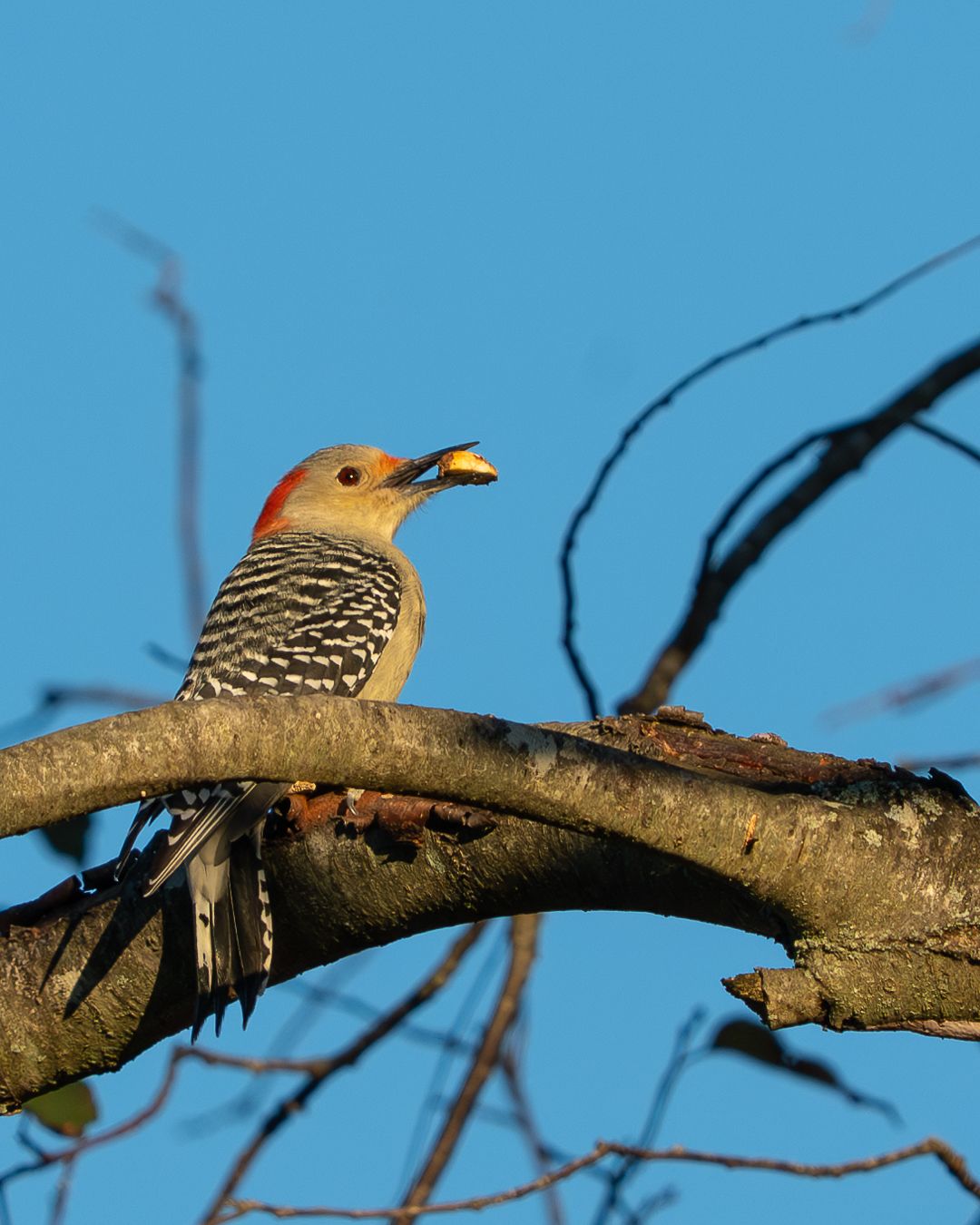 Red-bellied Woodpecker