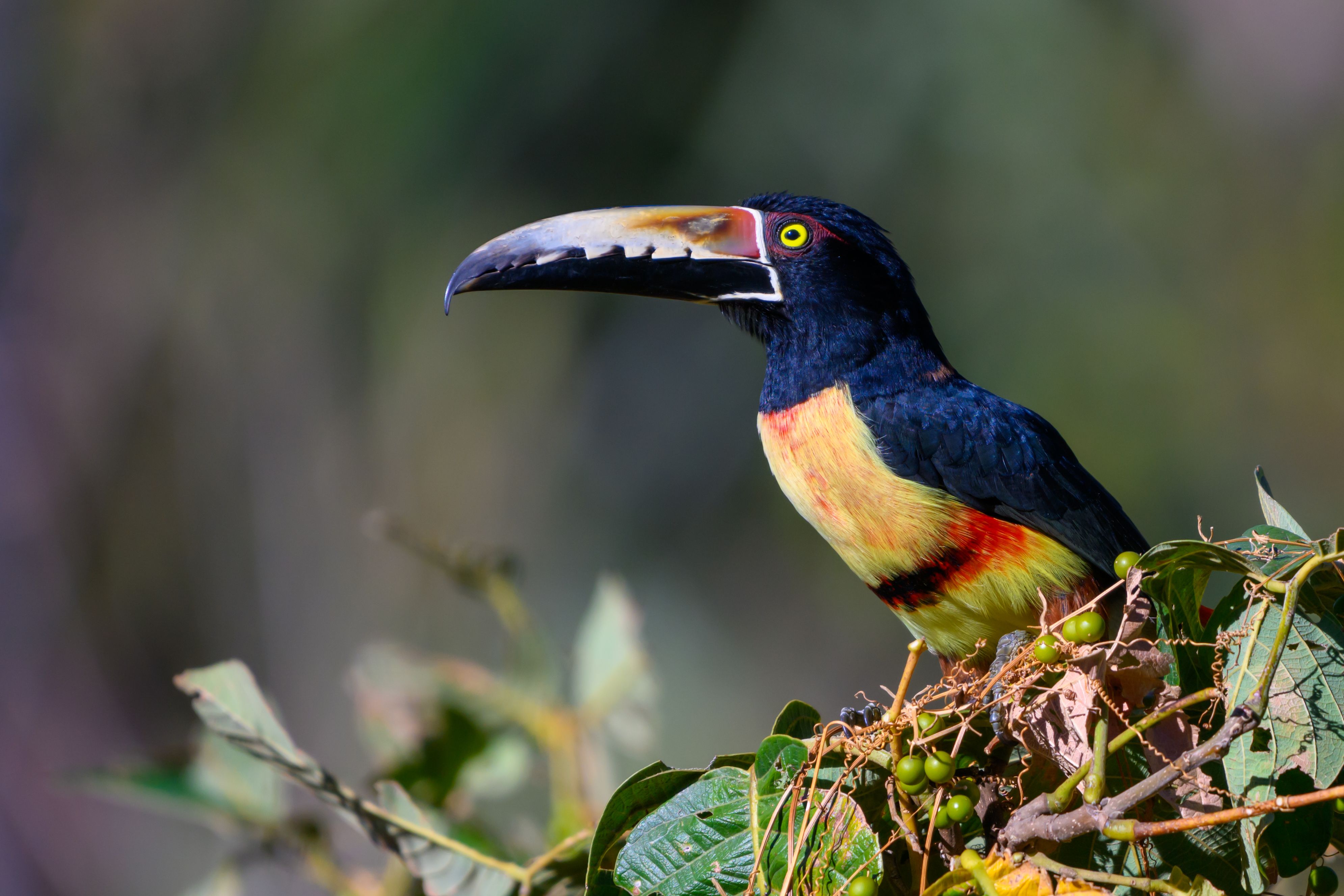 Collared Aracari