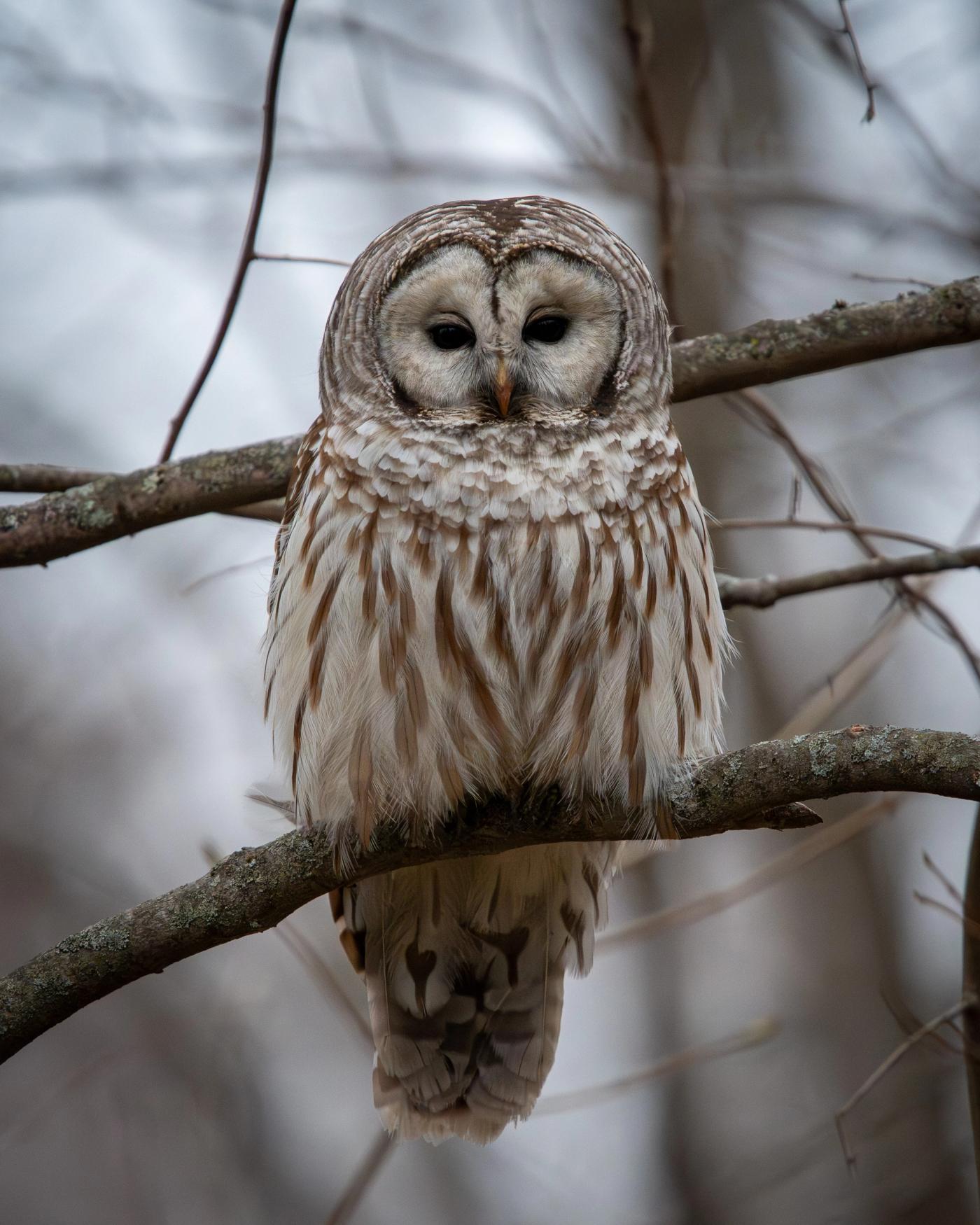 A barred owl with dark round eyes sits on a bare branch amid a tangle of winter twigs.