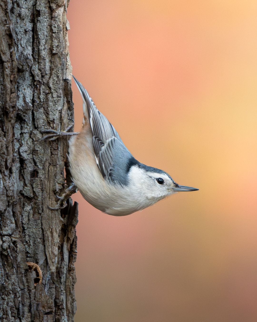 White-breasted Nuthatch