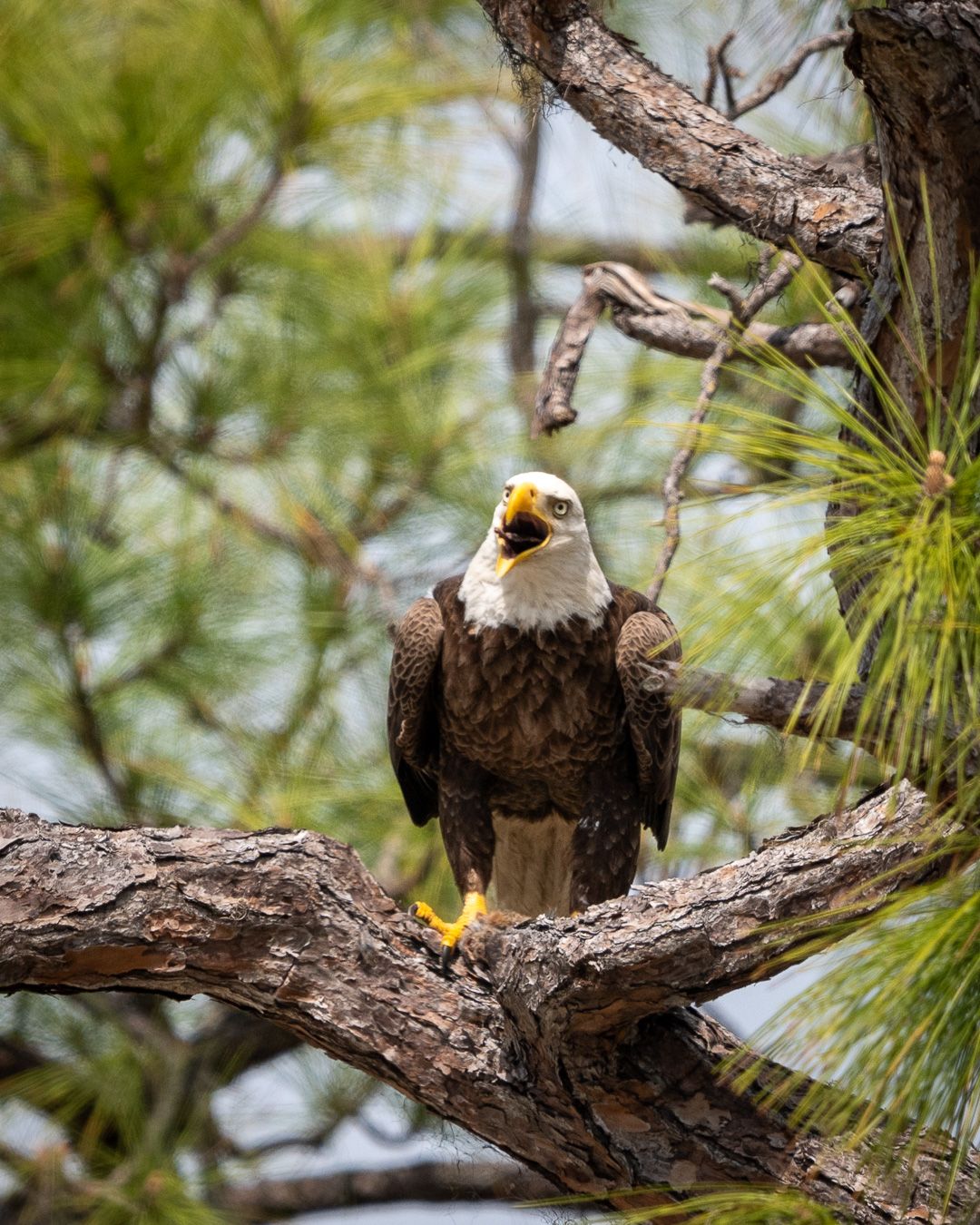 A bald eagle perched in a pine tree with its beak open, calling.