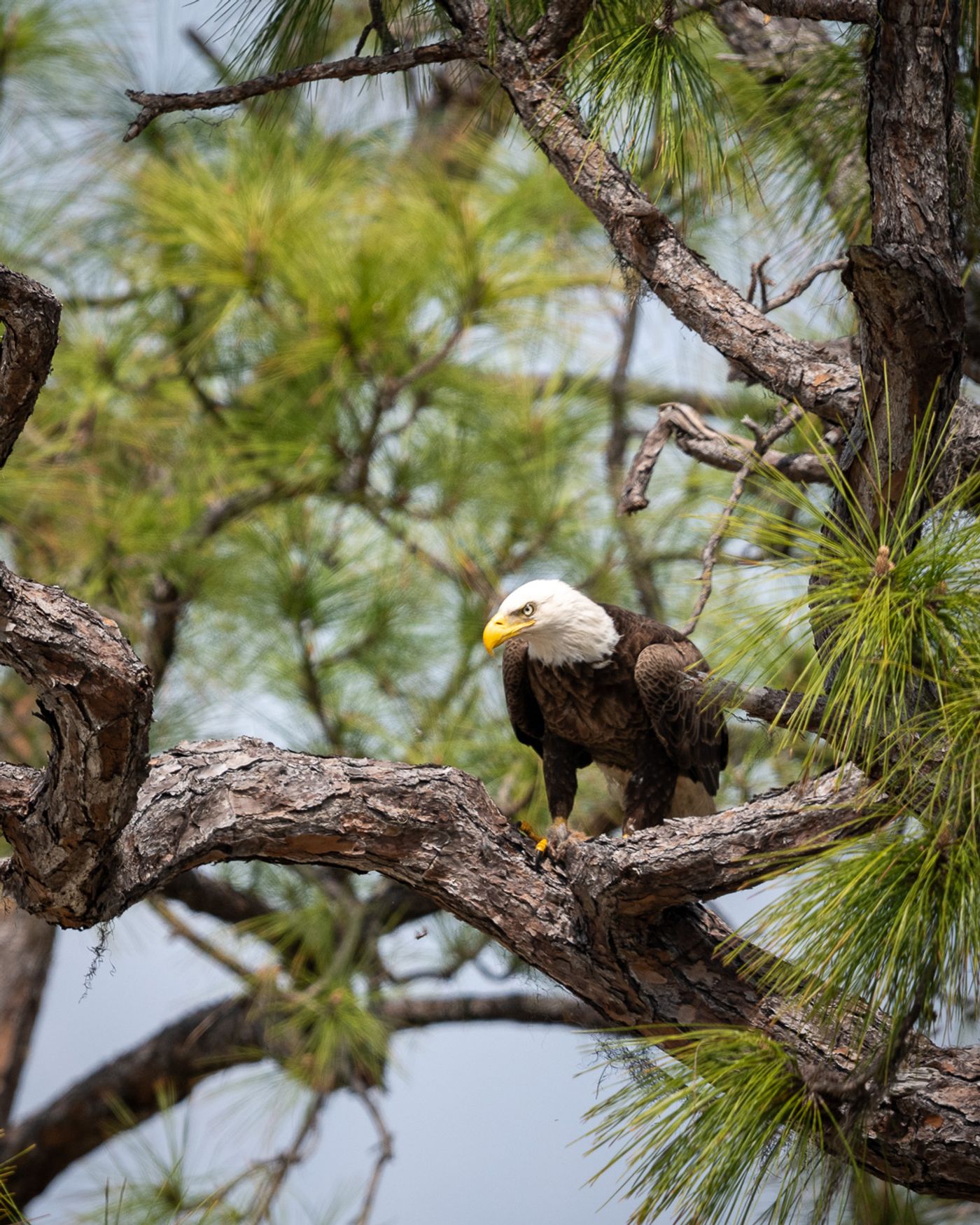 A bald eagle perched on a pine branch, its head turned downward toward the water below.