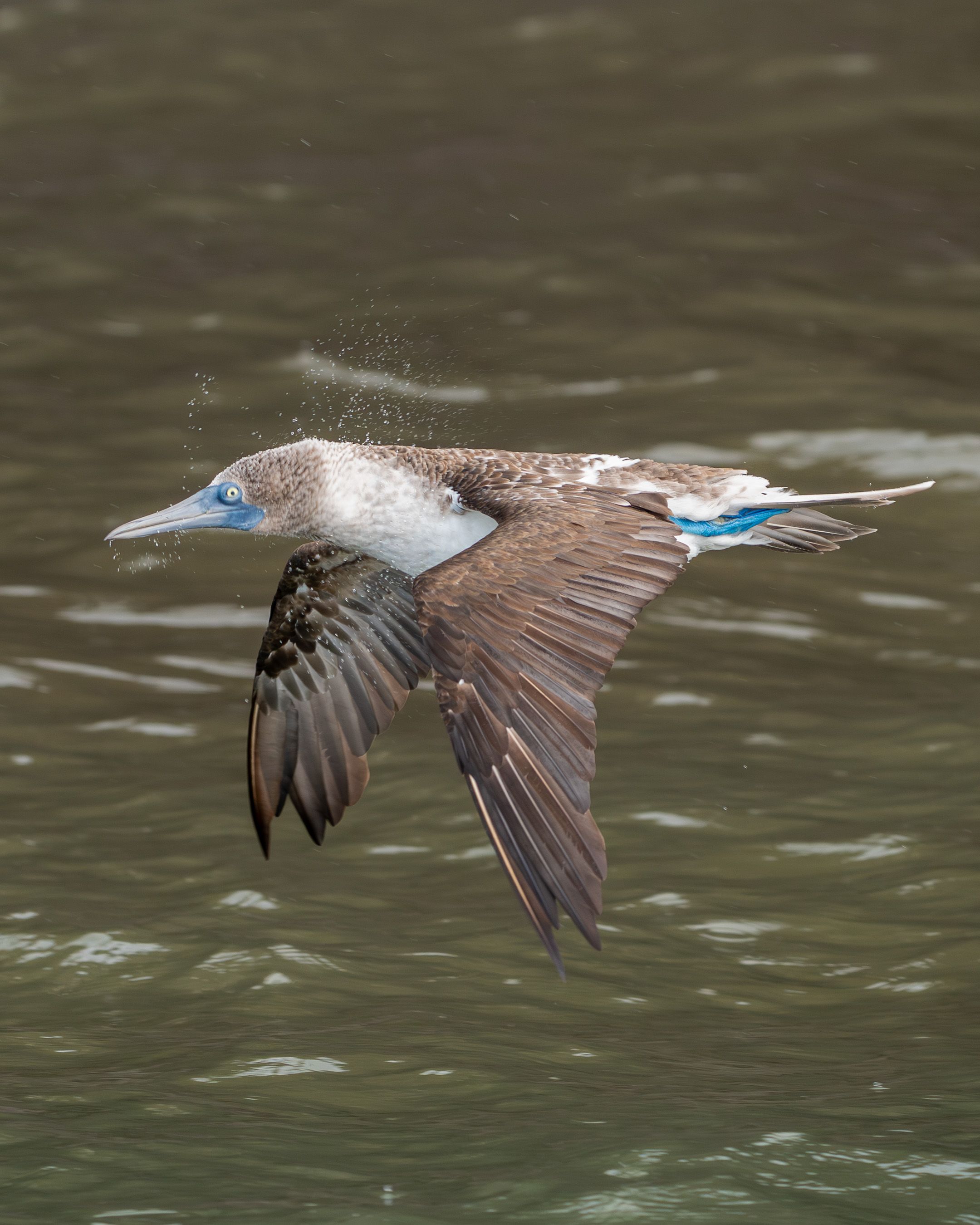 Blue-footed Booby
