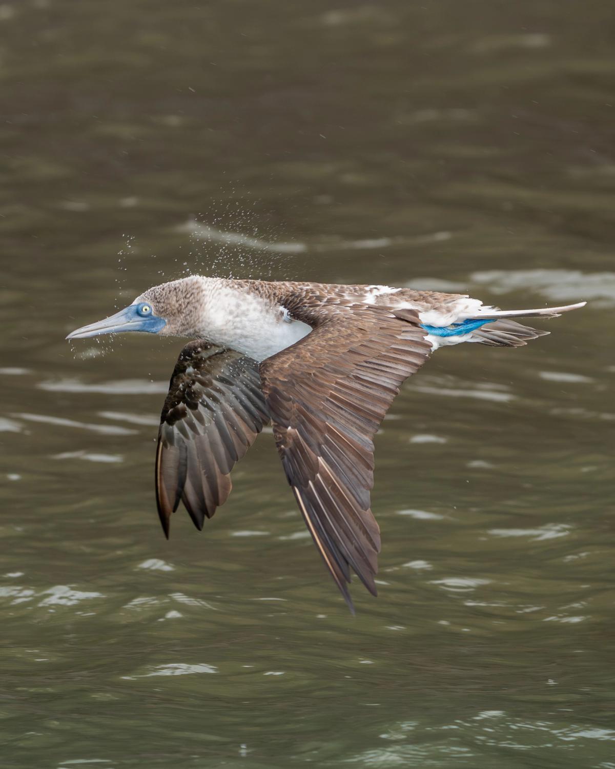 A Blue-footed Booby shakes water from its head while flying low over the ocean, showing its bright blue feet and brown-and-white plumage.
