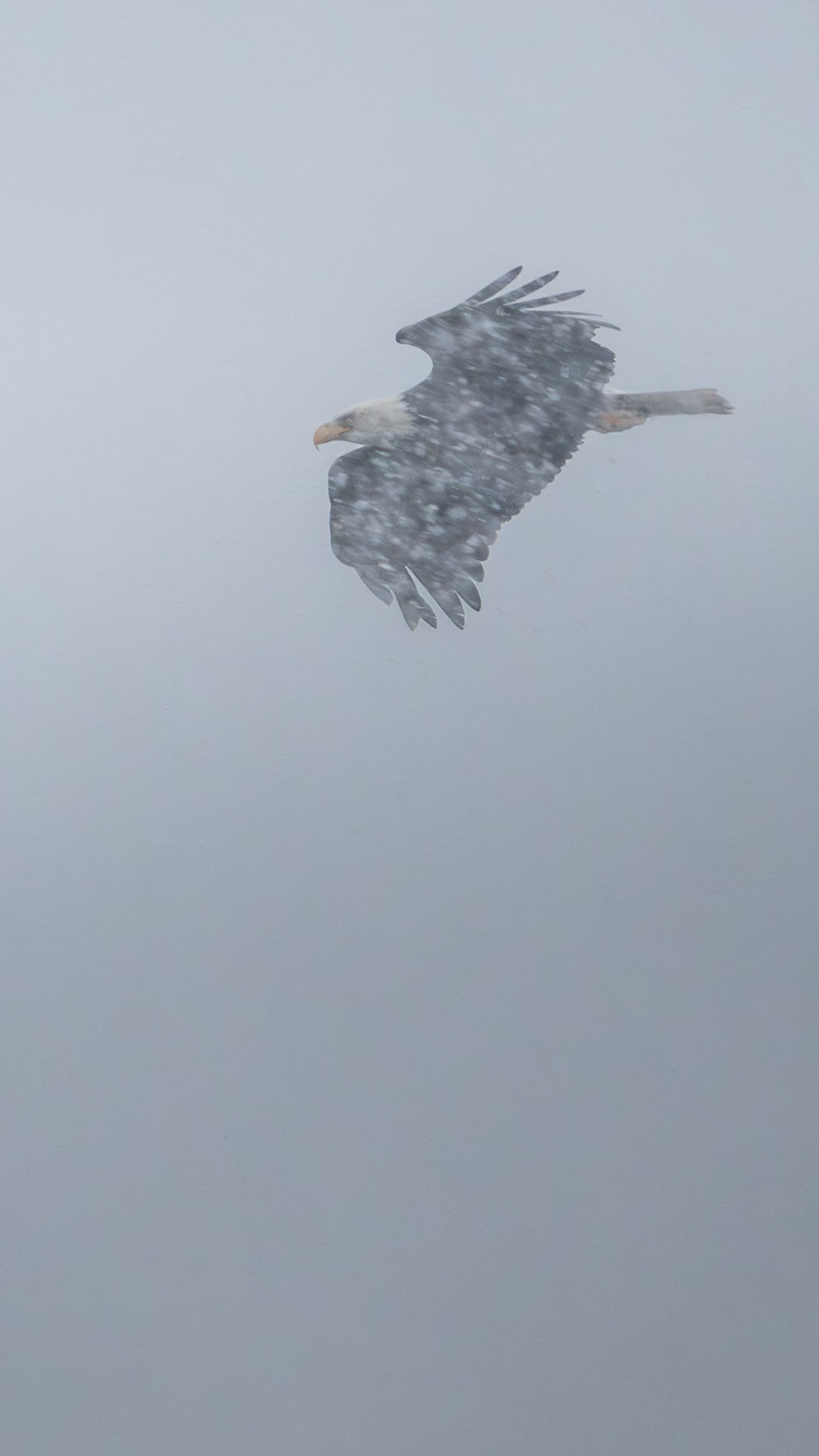 A bald eagle flying through heavy snowfall, its white head visible against a gray sky.