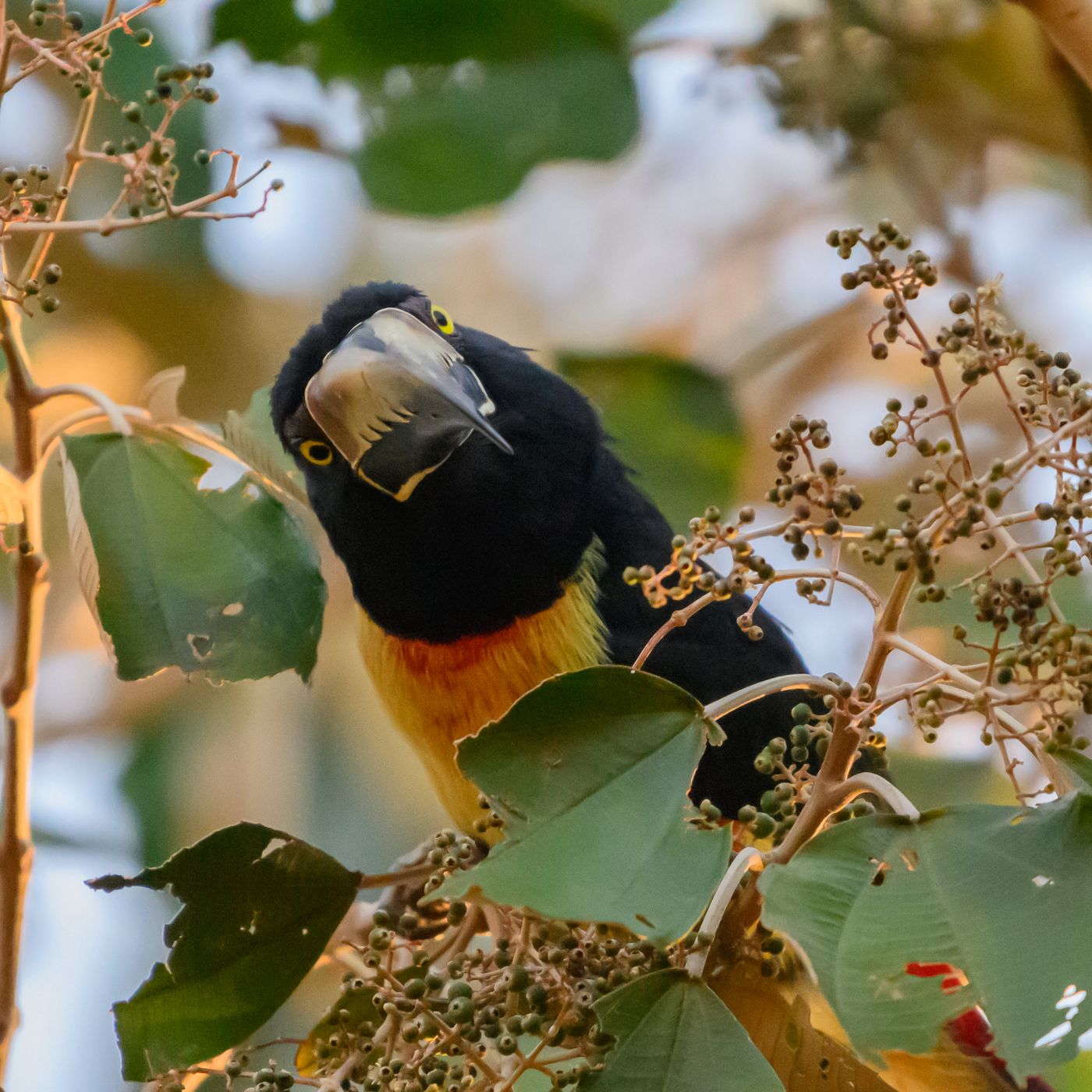 A close portrait of a Collared Aracari looking down toward the camera, showing its pale serrated bill and yellow eye.