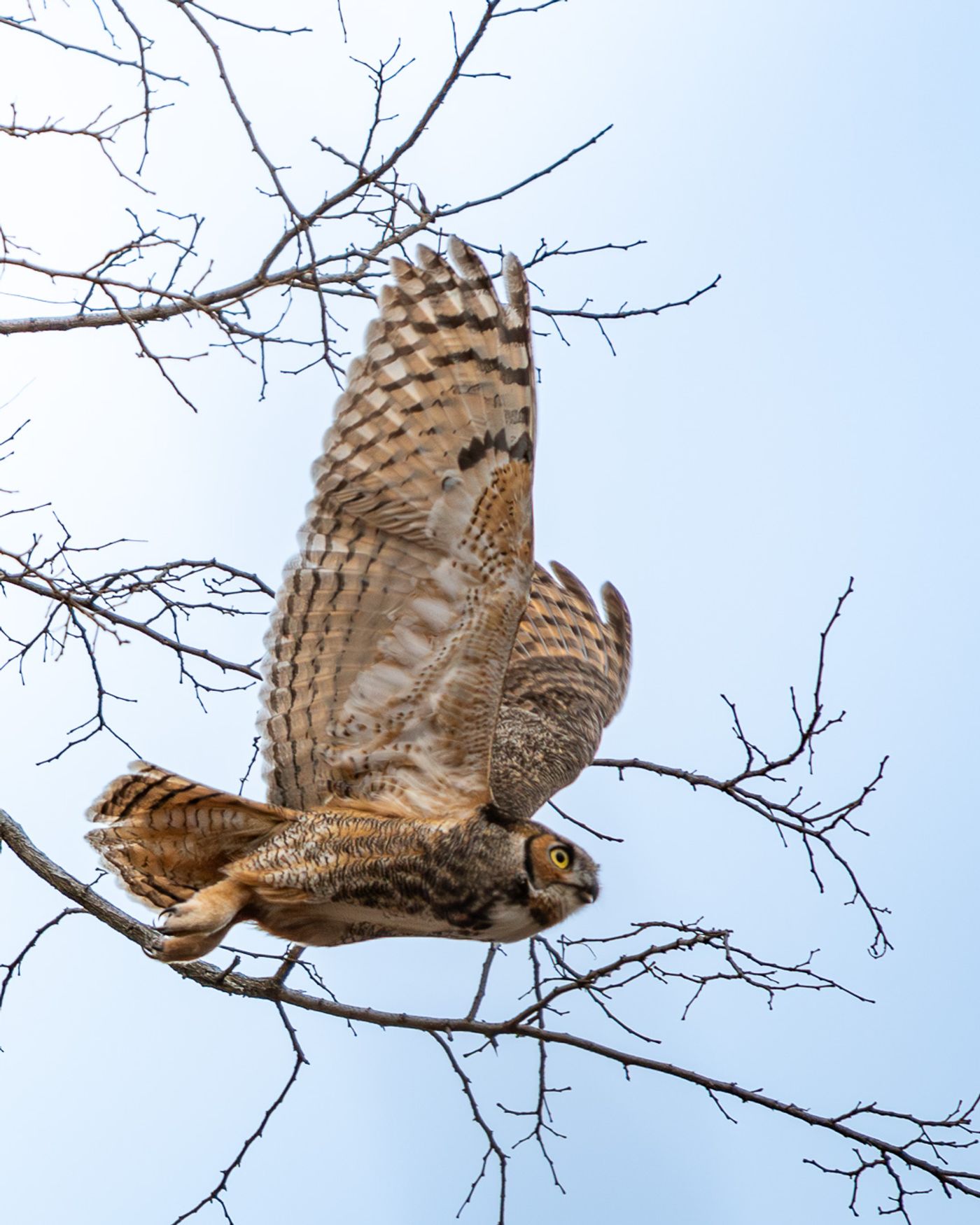 A great horned owl with wings fully extended launches off a bare branch against a pale blue sky.