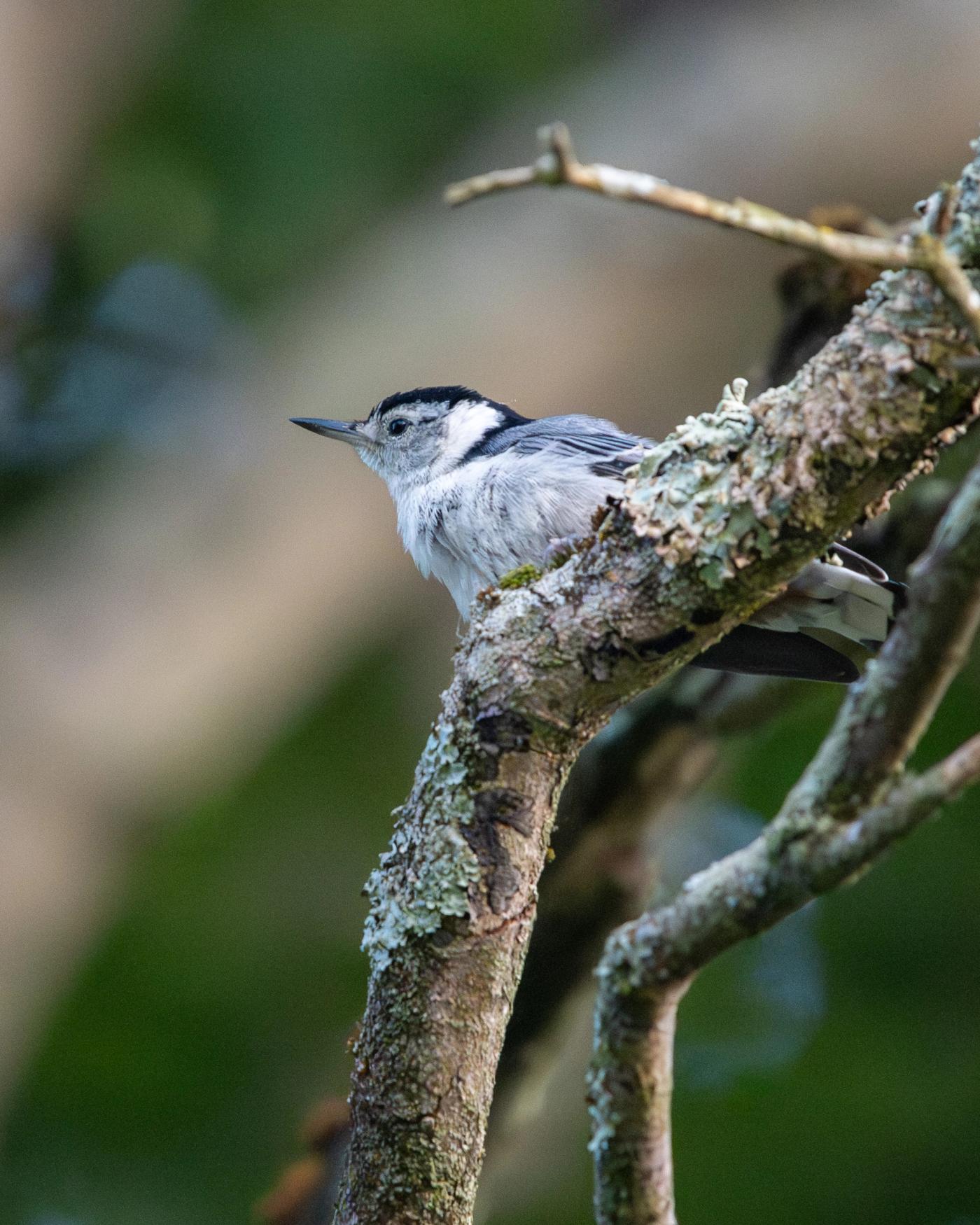 A White-breasted Nuthatch with a gray back and white face perches on a lichen-covered branch.