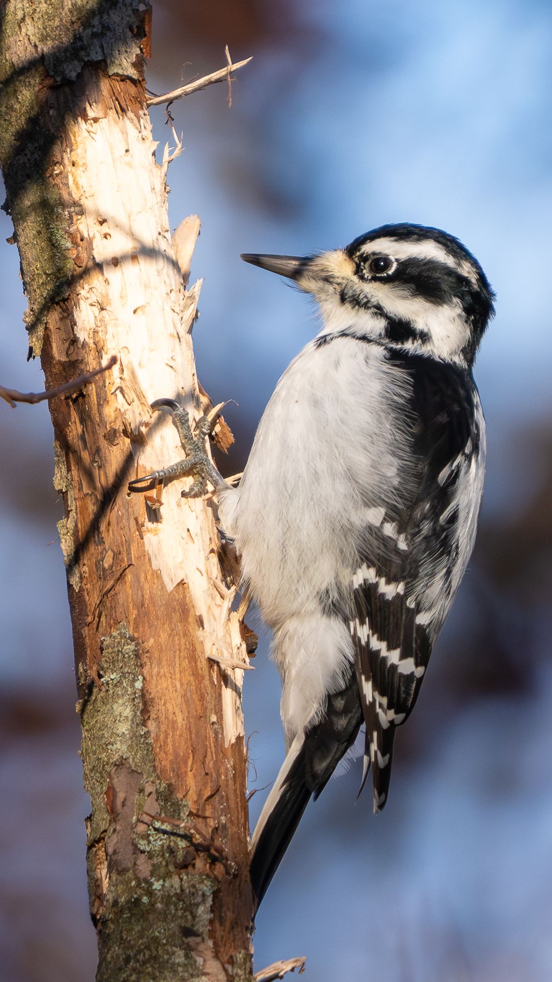 Hairy Woodpecker