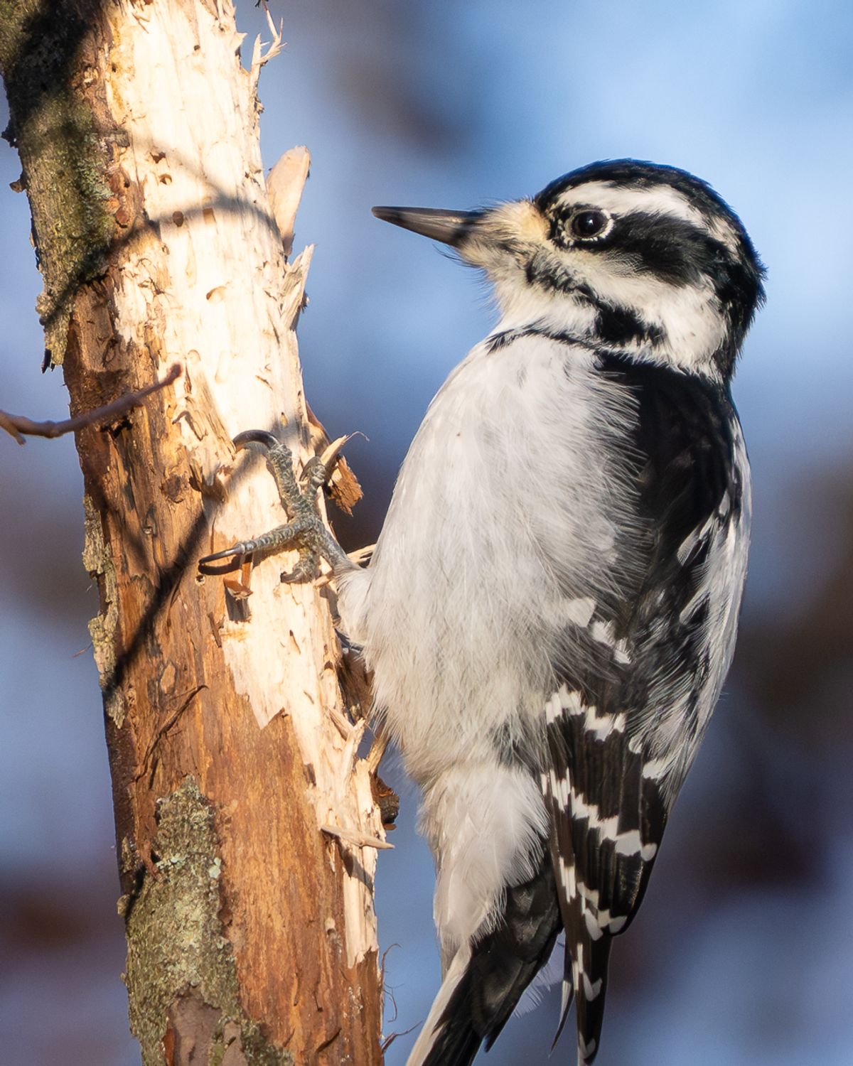 A Hairy Woodpecker perched on a bare, peeling tree trunk.