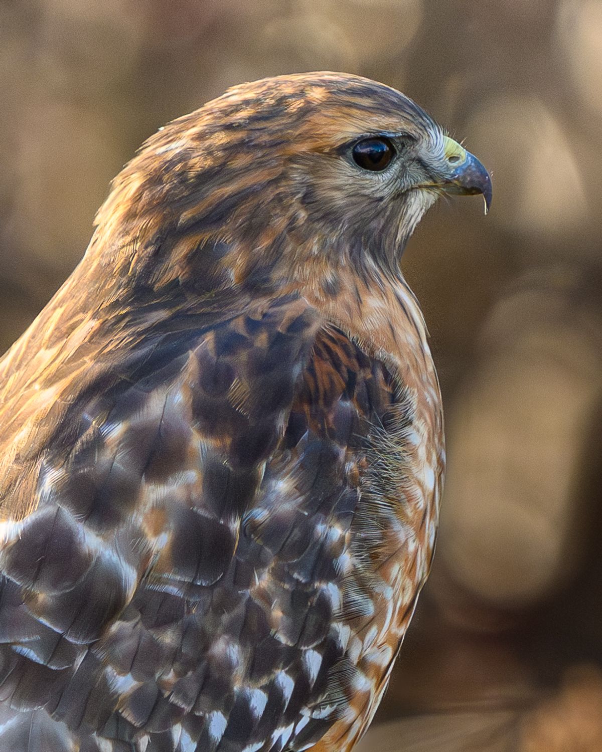 A close-up portrait of a red-shouldered hawk showing its barred chest and sharp profile.