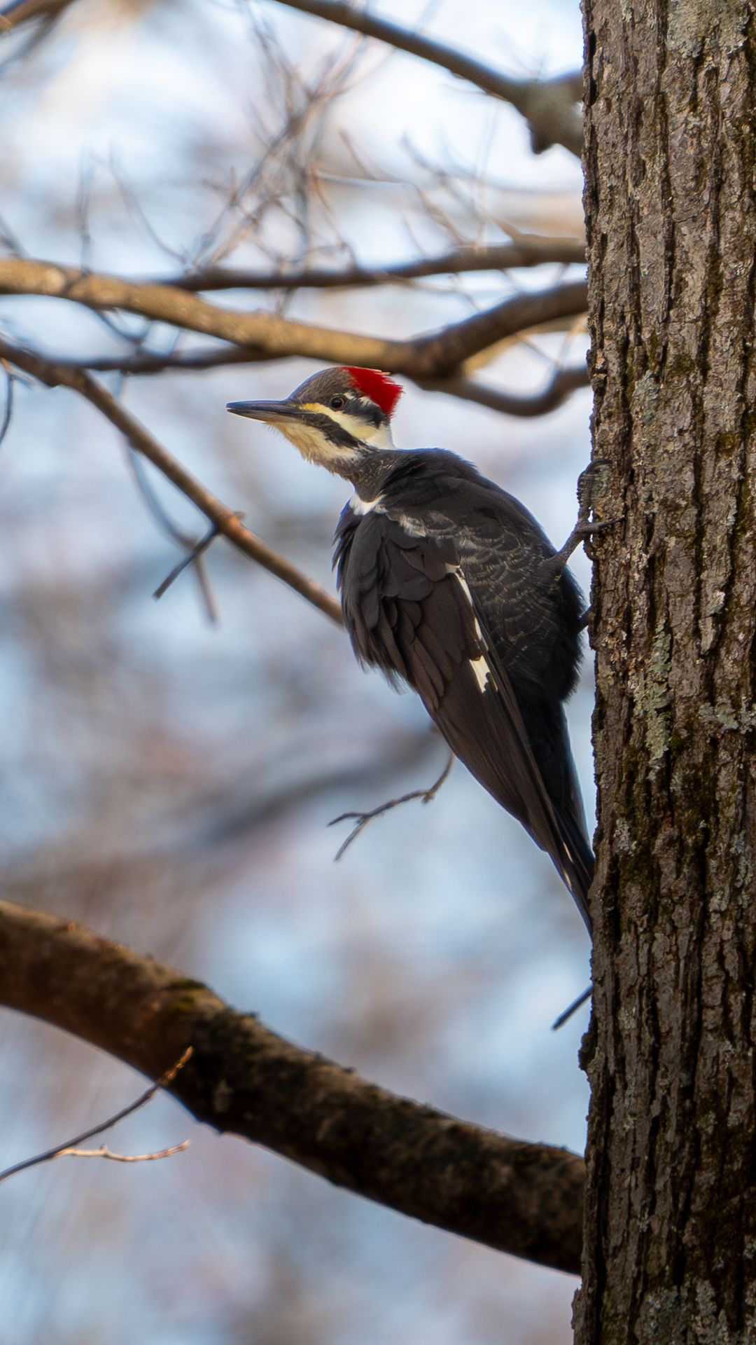 Pileated Woodpecker