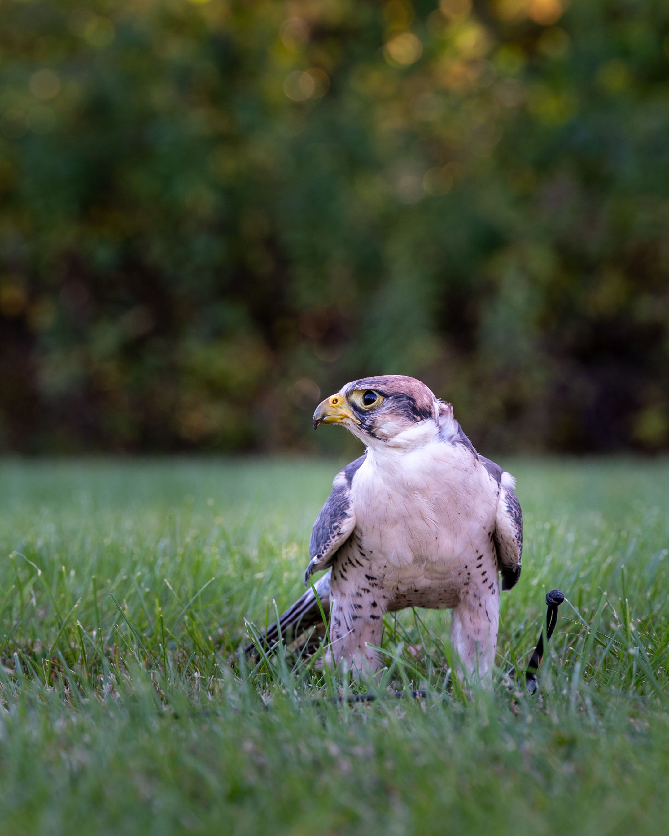 Lanner Falcon