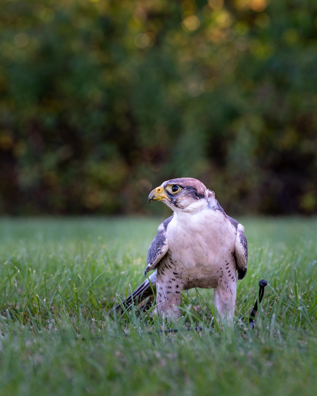 A falcon with a rufous cap and spotted breast, fitted with jesses, stands alert in green grass.