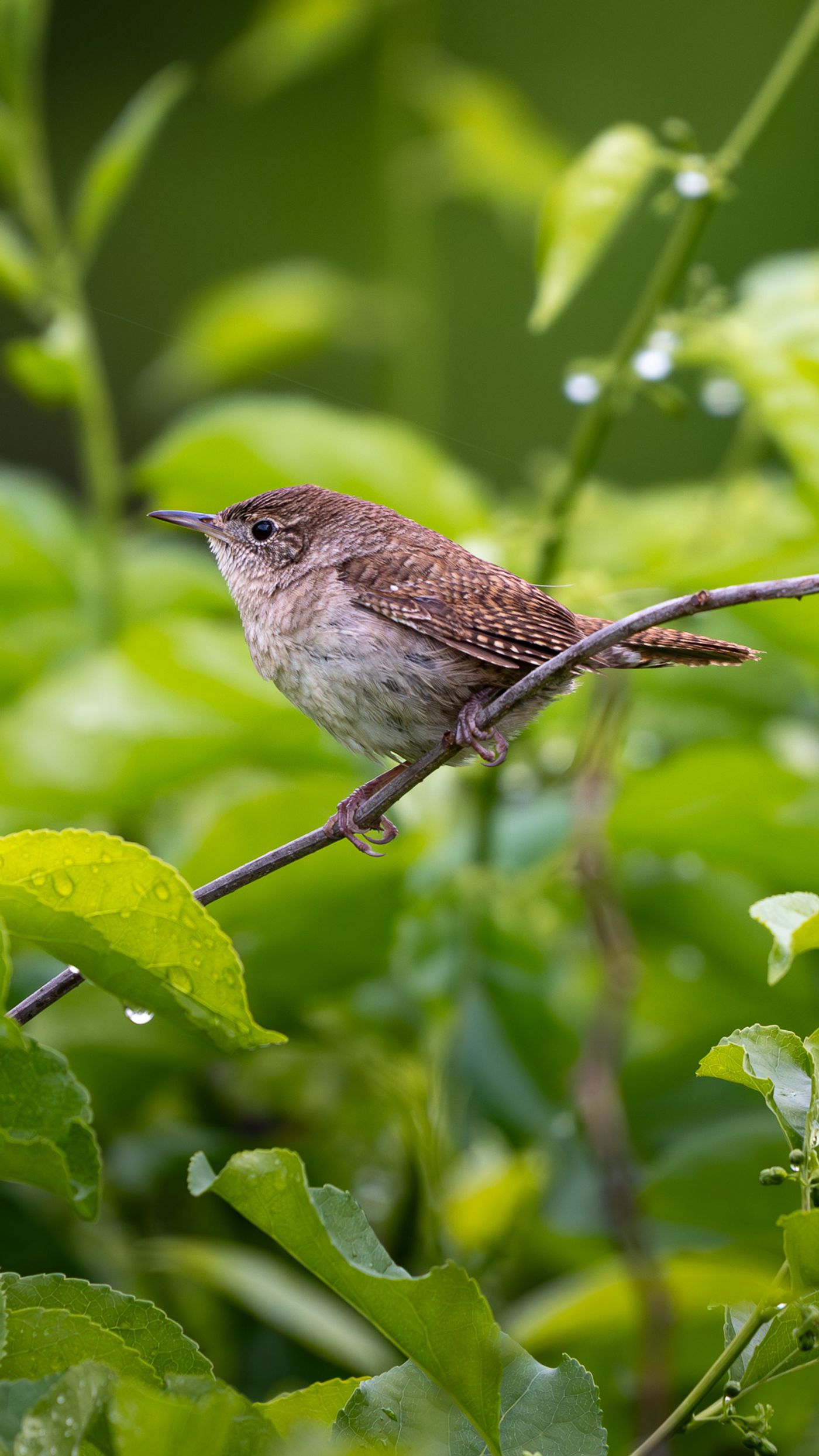 A small brown House Wren with a slightly downturned bill perches on a thin twig among wet green leaves.