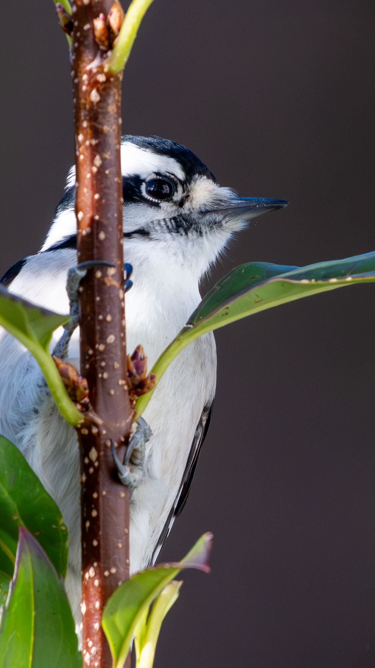 A Downy Woodpecker with black and white plumage perched among leaves on a budding branch.