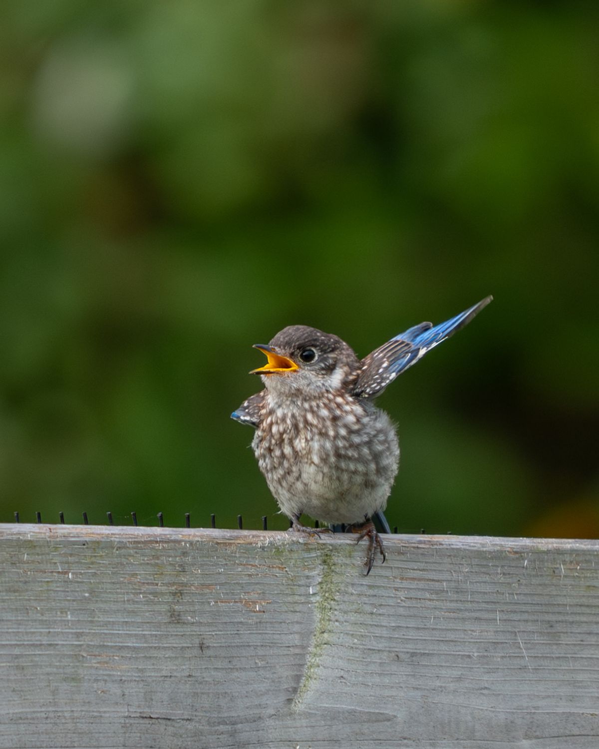 A speckled juvenile Eastern Bluebird perches on a wooden rail with its beak open and wings raised.