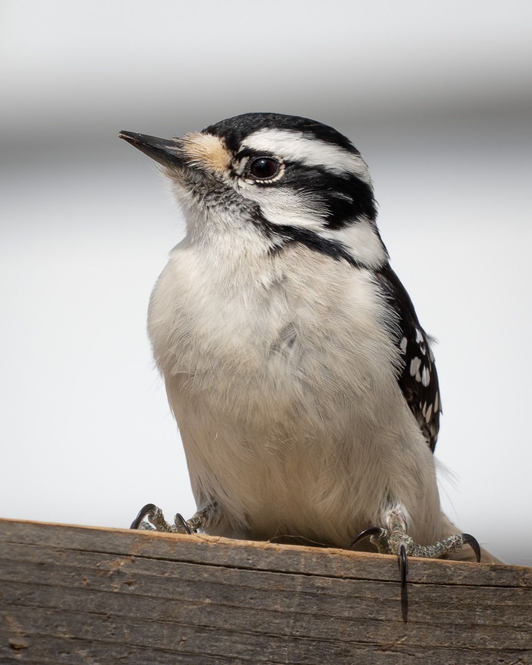 A Downy Woodpecker with black-and-white plumage perches on a wooden rail.
