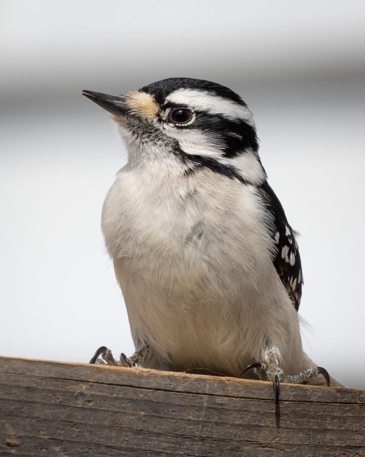 A Downy Woodpecker with black-and-white plumage perches on a wooden rail.