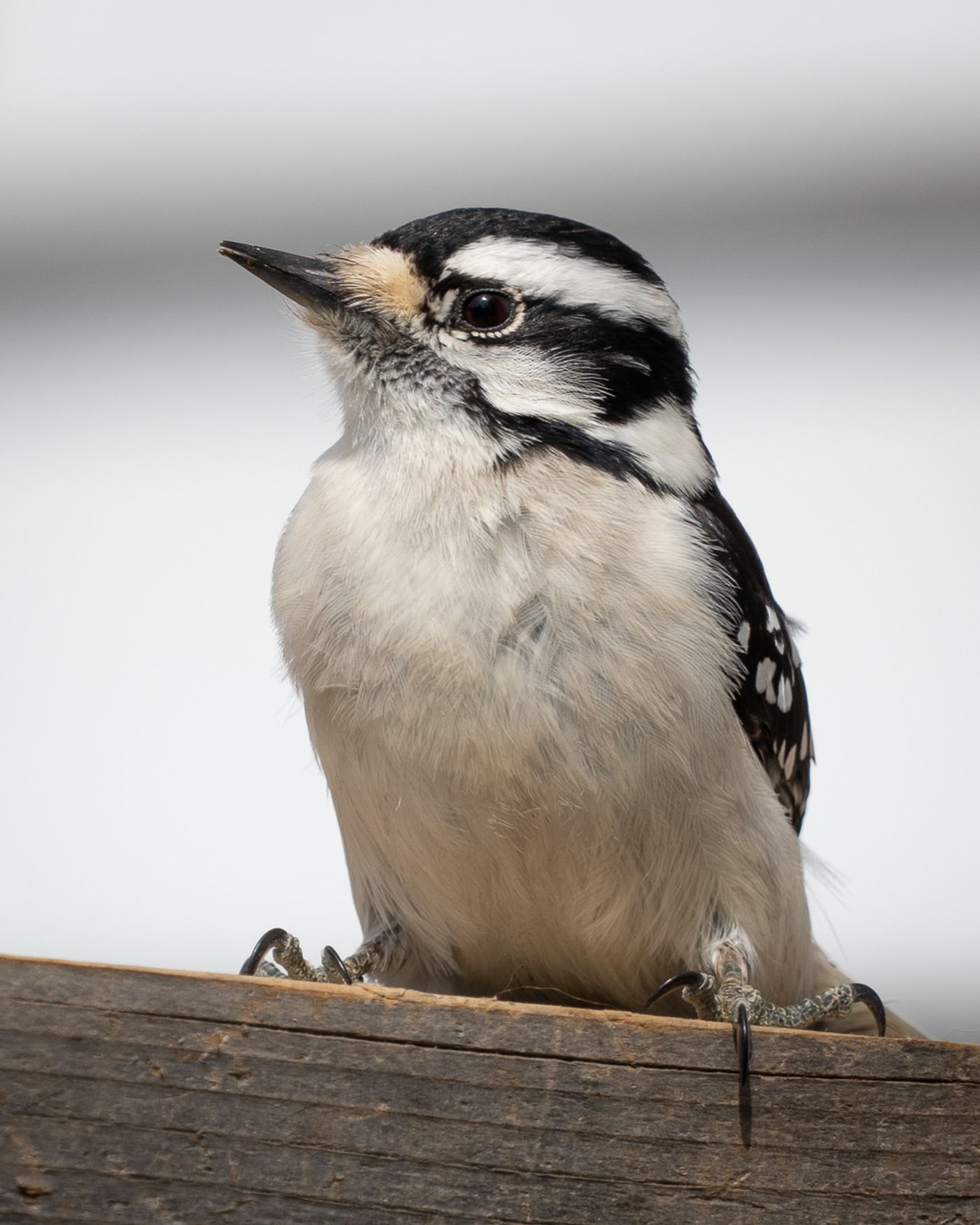 A Downy Woodpecker with black-and-white plumage perches on a wooden rail.
