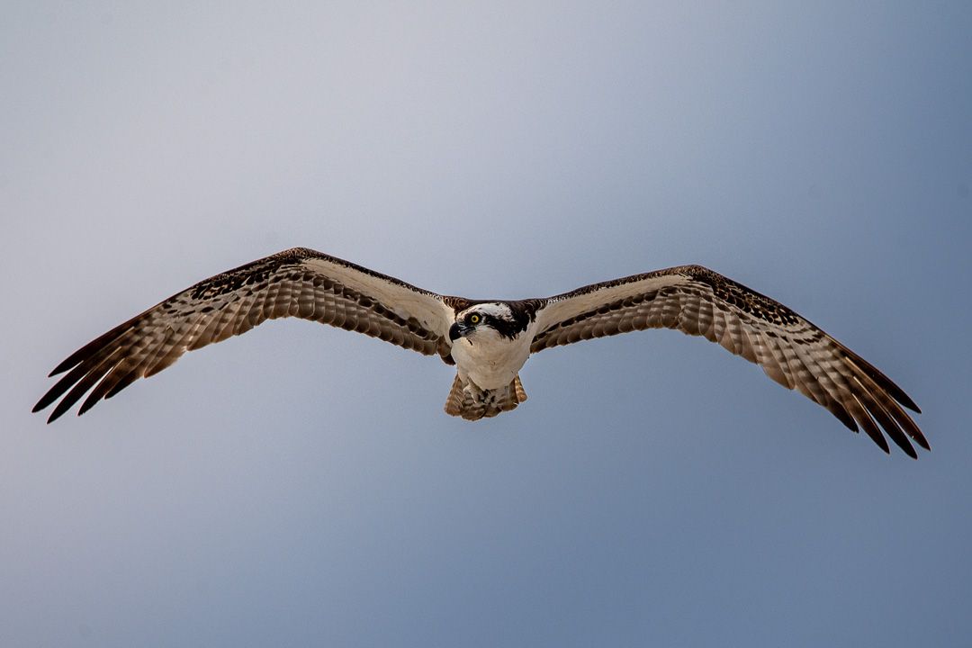 Osprey