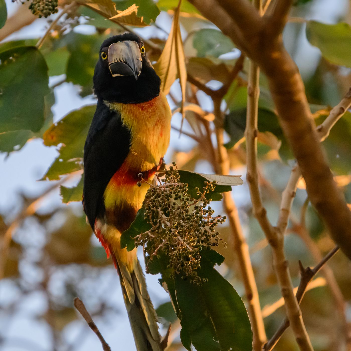 A Collared Aracari with a yellow-orange breast turns toward the camera among sunlit leaves and berries.