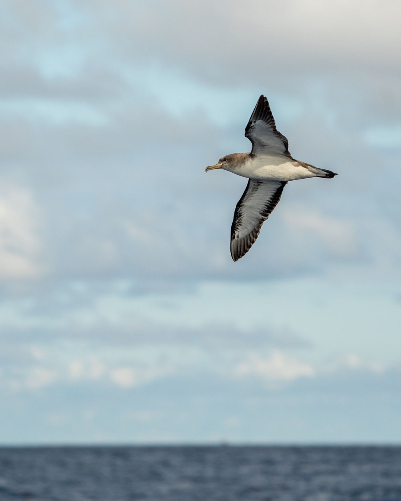 A Cory's Shearwater soars against a cloudy sky, wings swept back and yellowish bill visible.