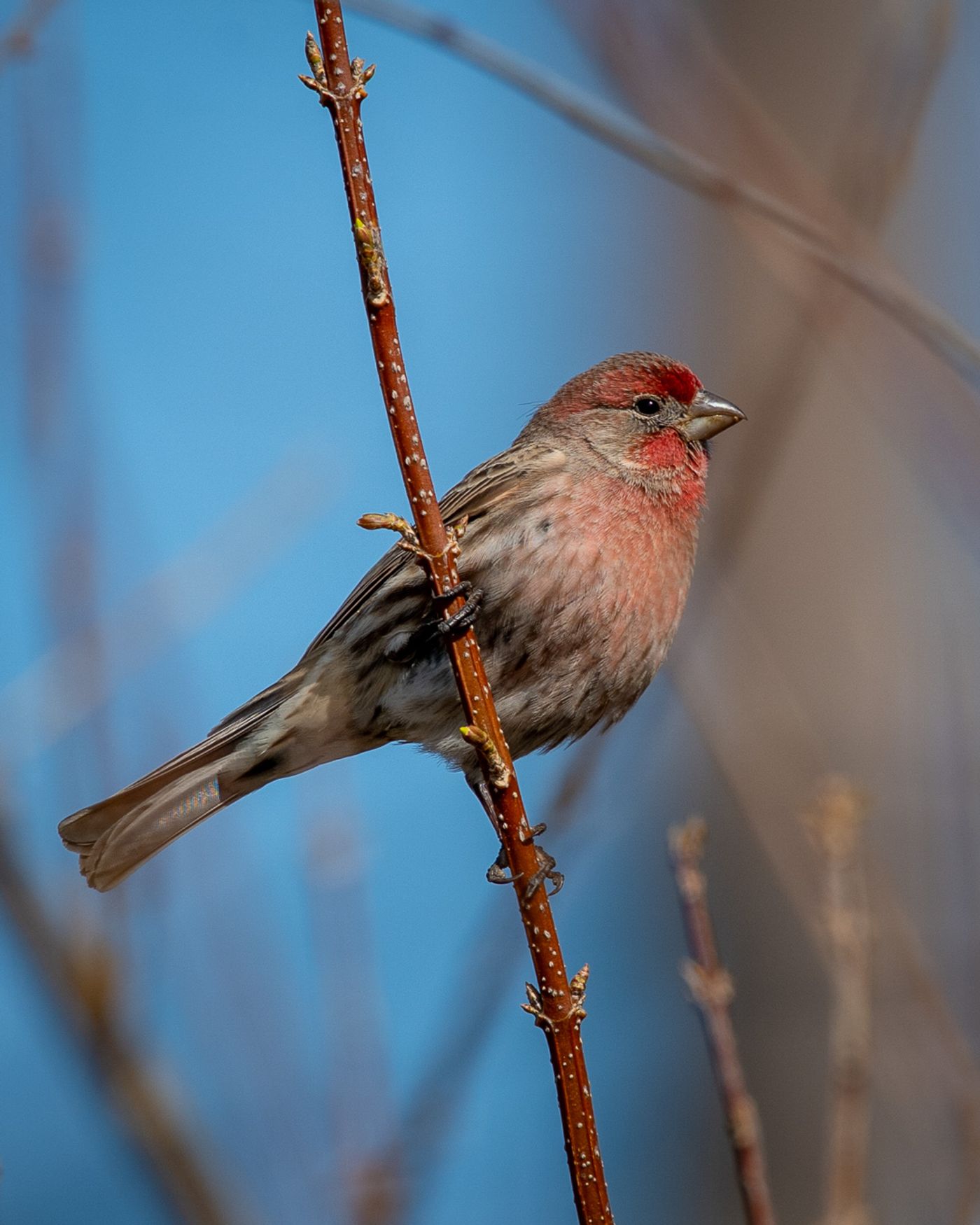 A male House Finch with a red face and breast perches on a thin branch against a blue sky.
