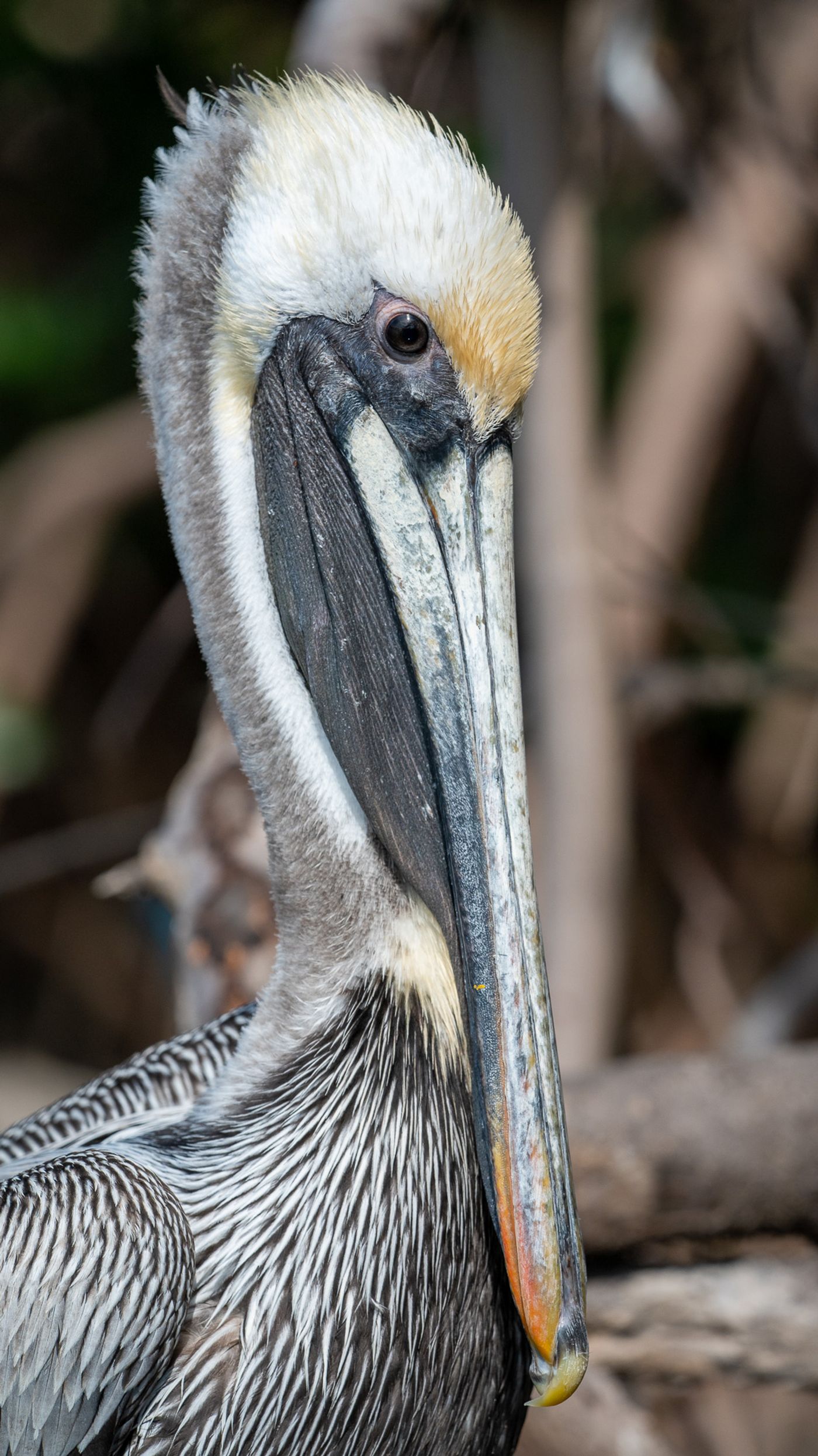 A close-up profile of a brown pelican's head and long bill against a blurred background.