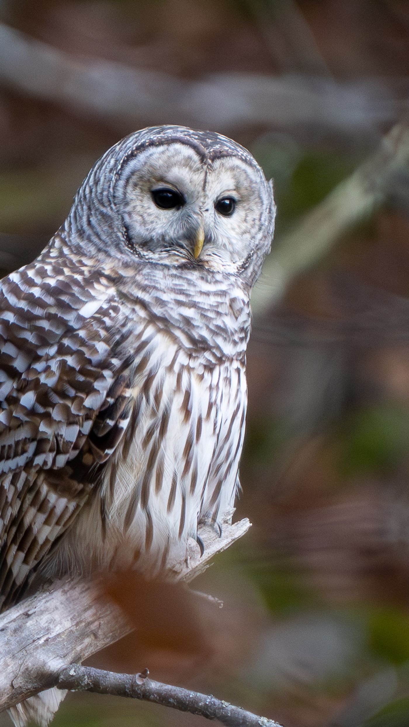 A Barred Owl looks directly into the camera from its perch, its dark eyes and facial disc sharply lit against a blurred brown background.