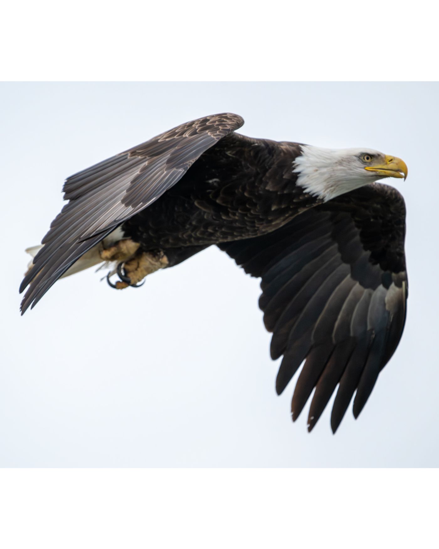 A bald eagle in flight is shown in profile with wings raised, its white head turned toward the camera and a band on one leg.