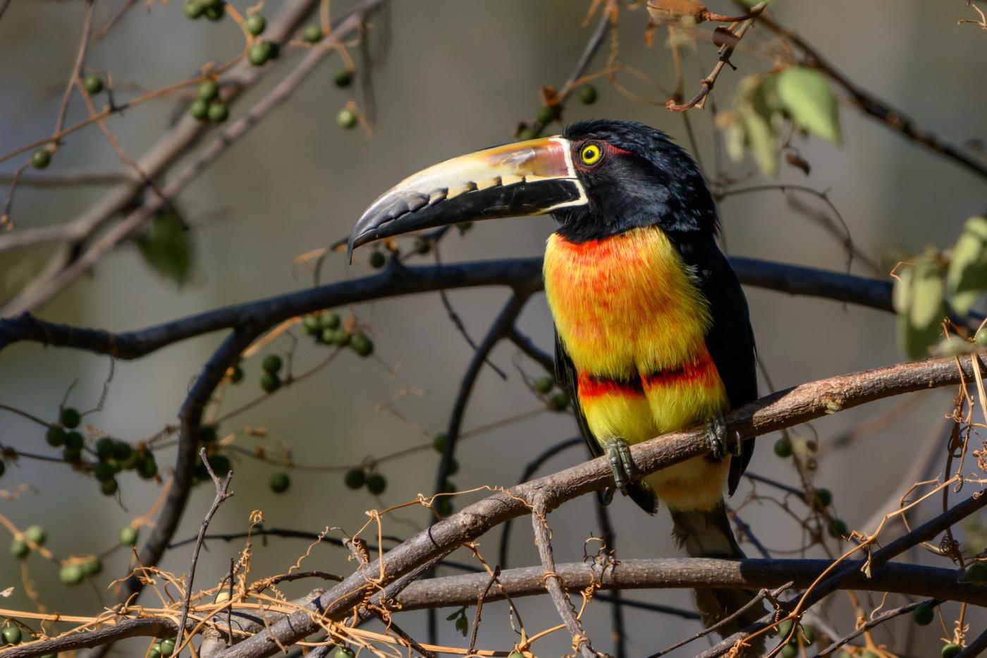 A Collared Aracari perches in profile on a thin branch surrounded by clusters of green berries.