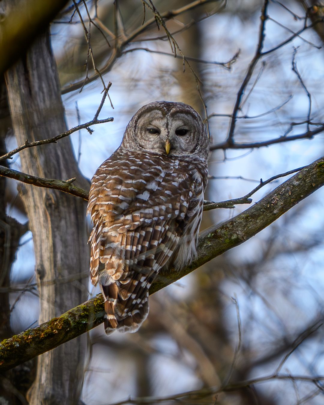 Barred Owl